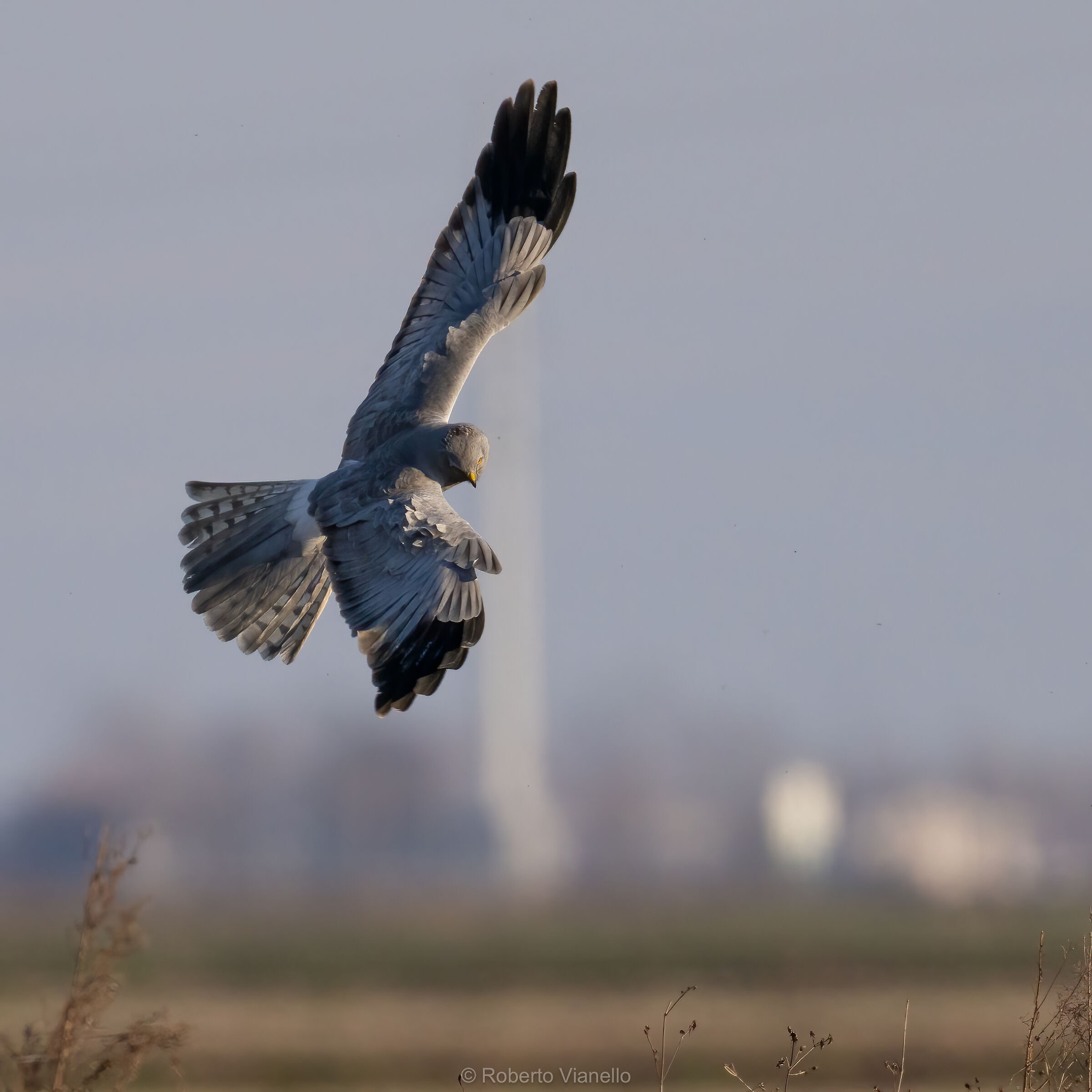 Albanella reale (Circus cyaneus), maschio.