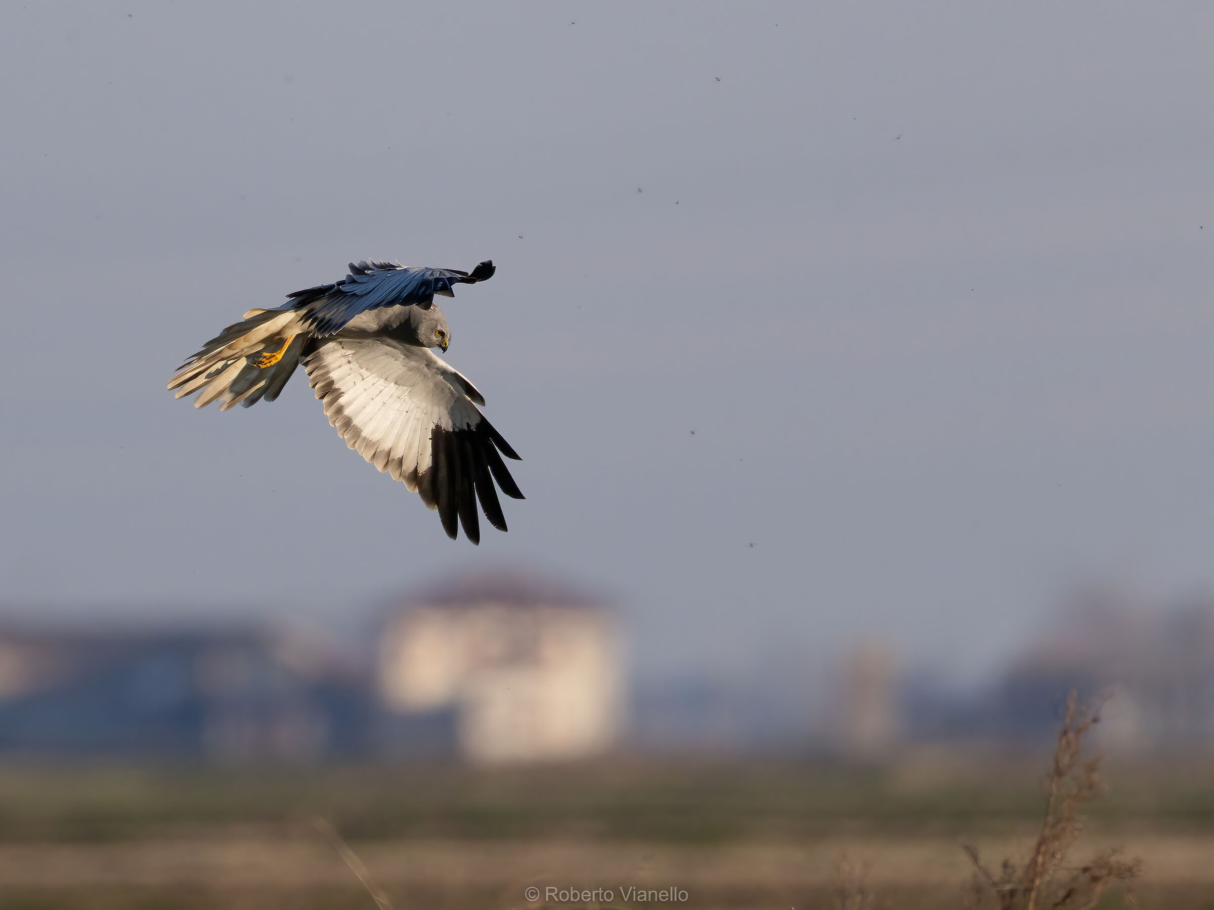 Albanella reale (Circus cyaneus), maschio.