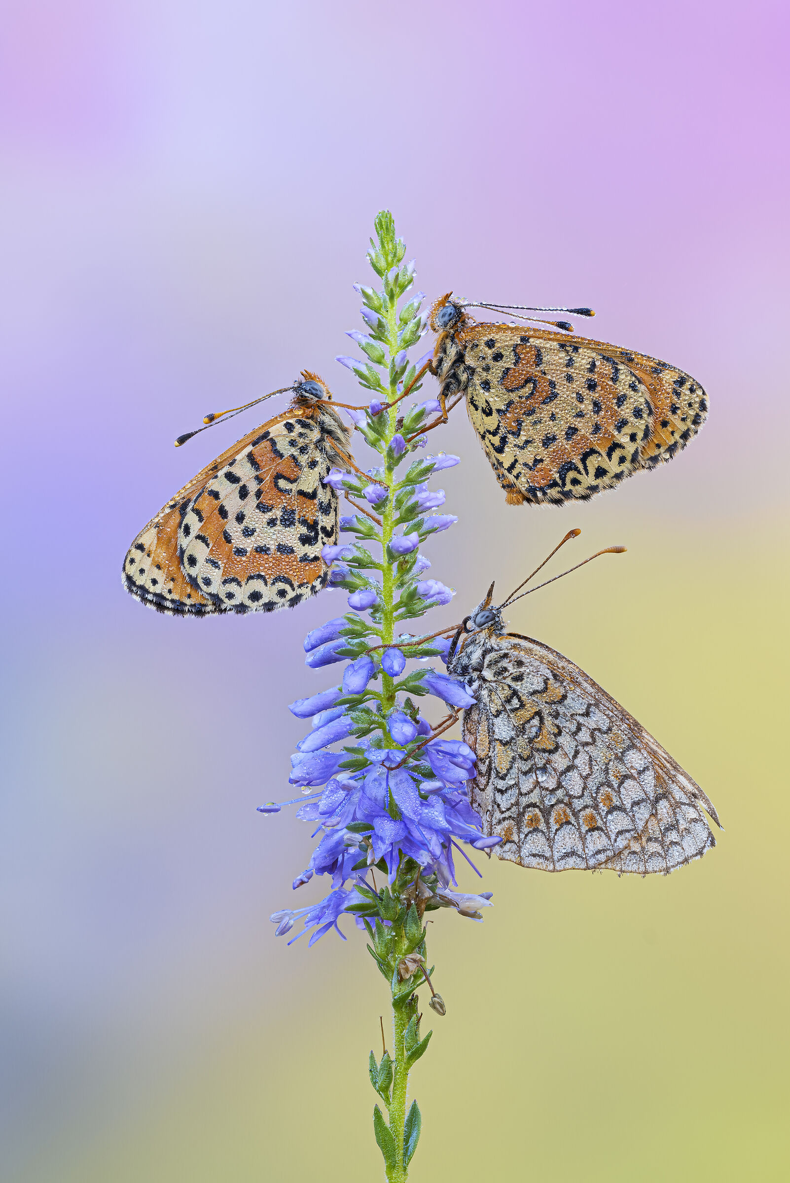 Trio of Melitaea