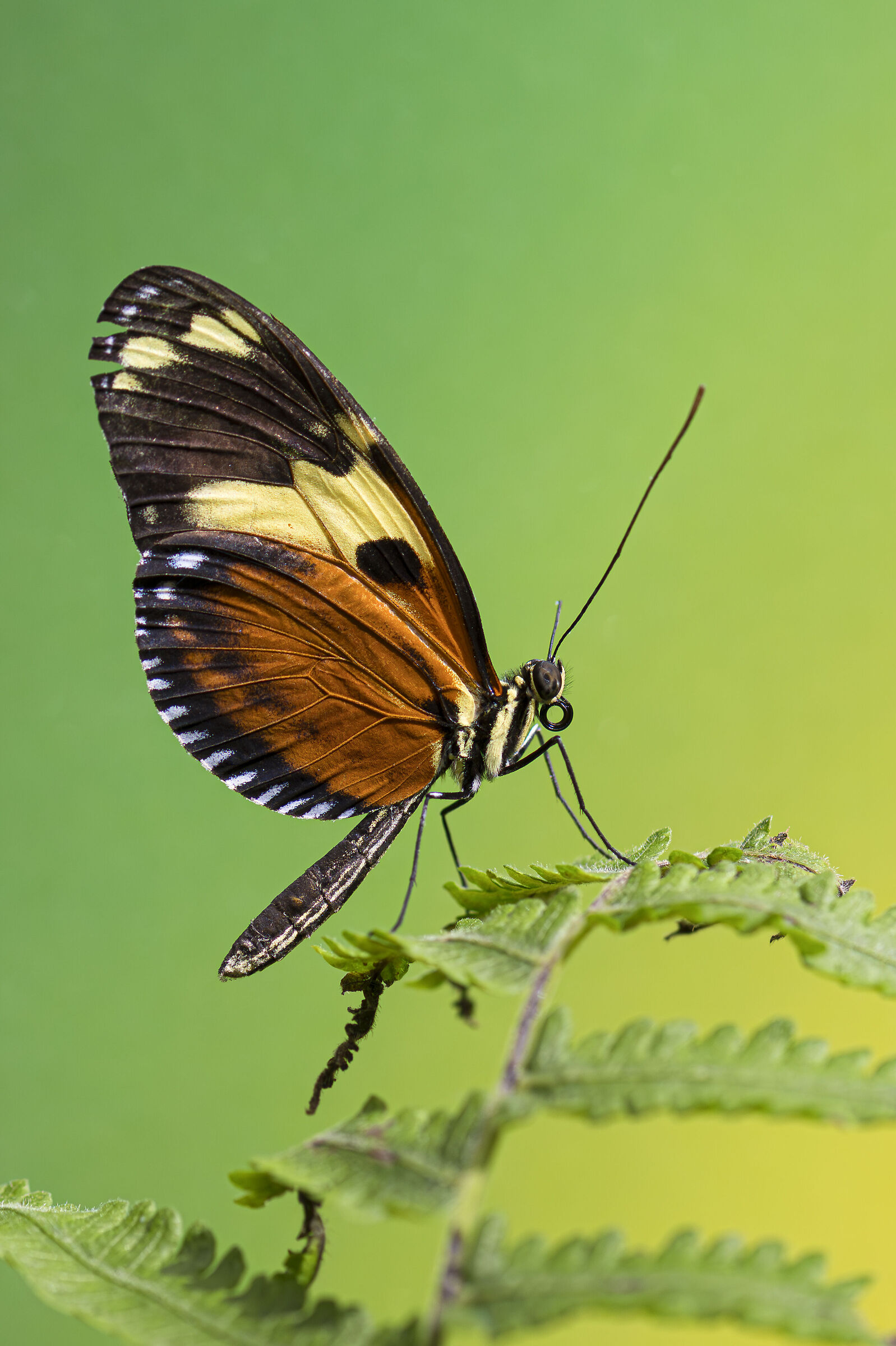 Heliconius ismenius