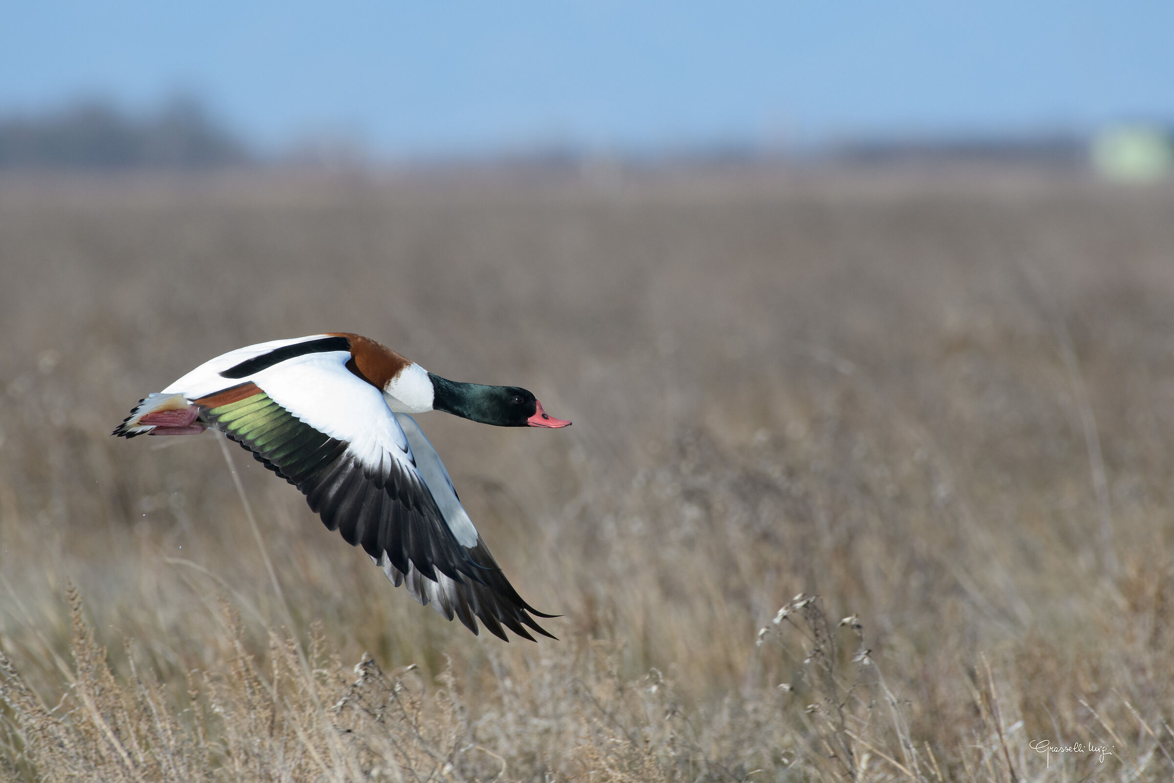 Shelduck
