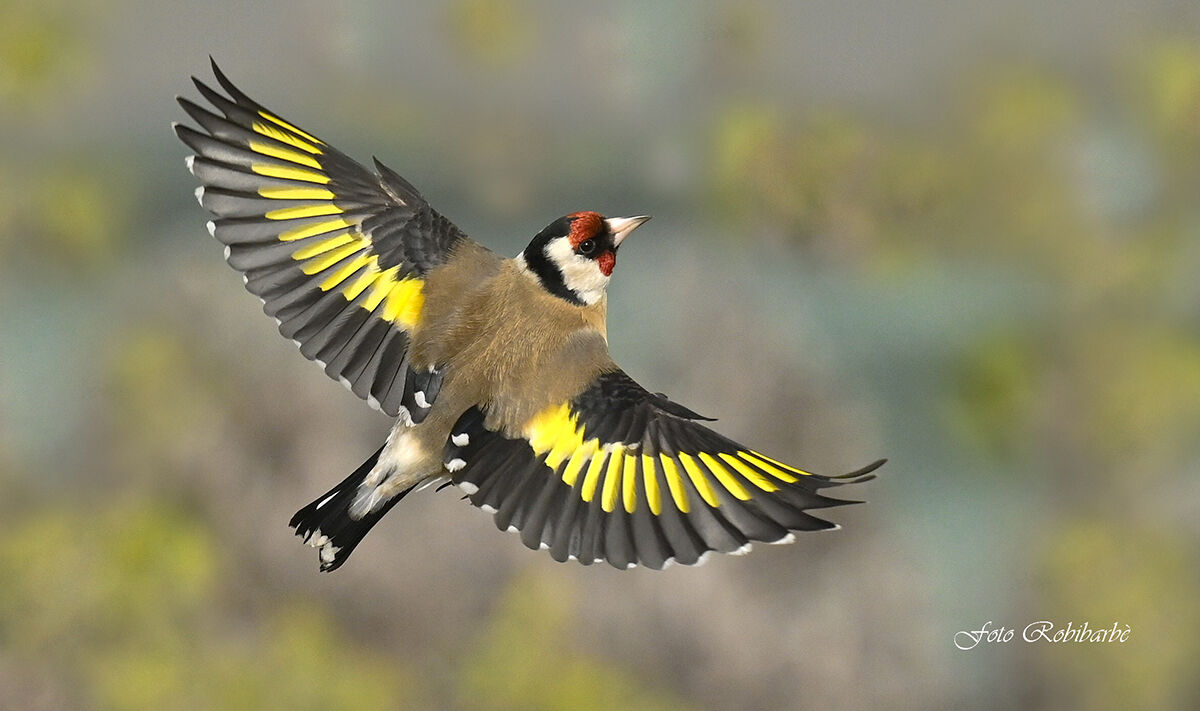Goldfinch flies...