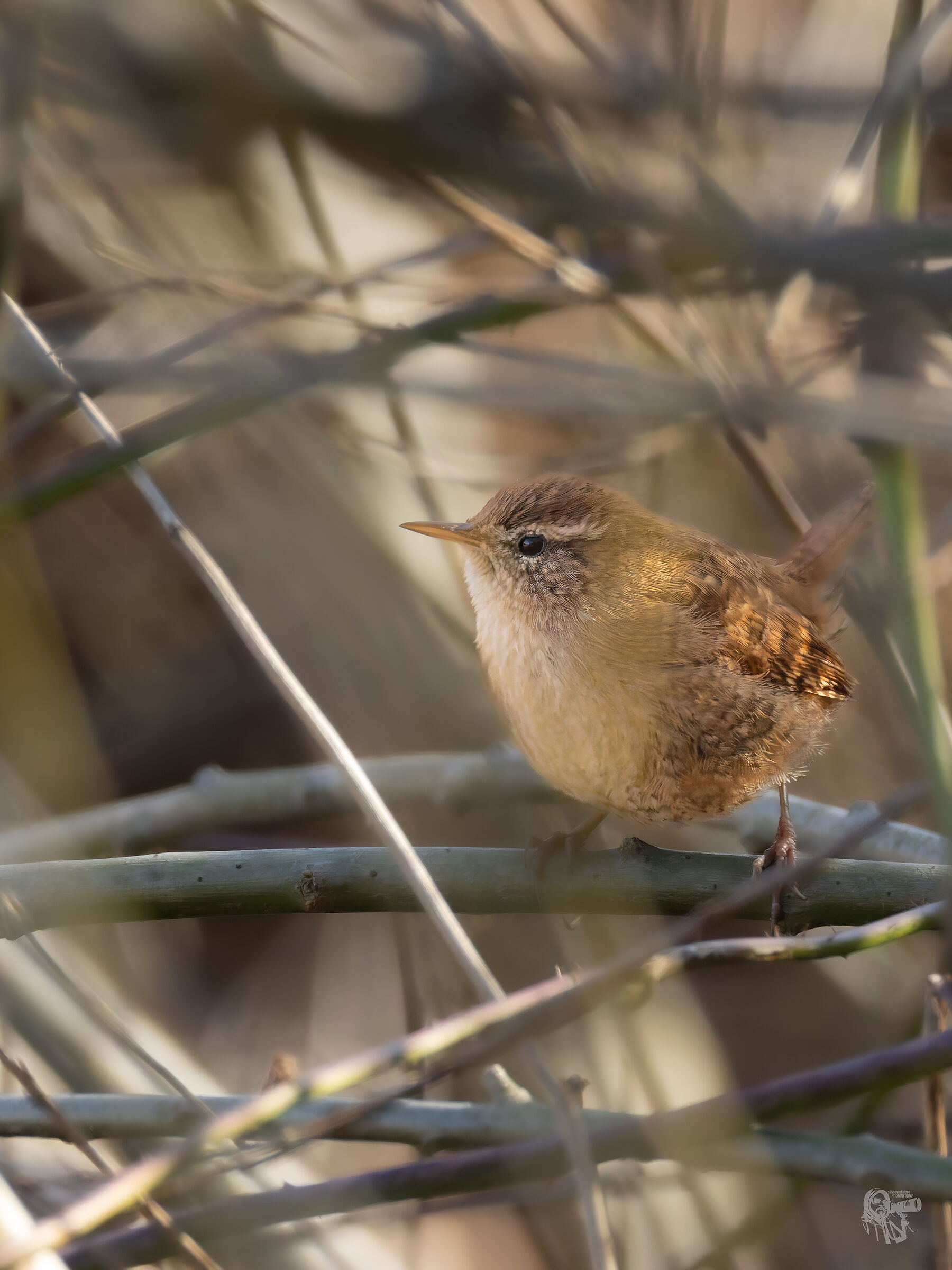 Wren
