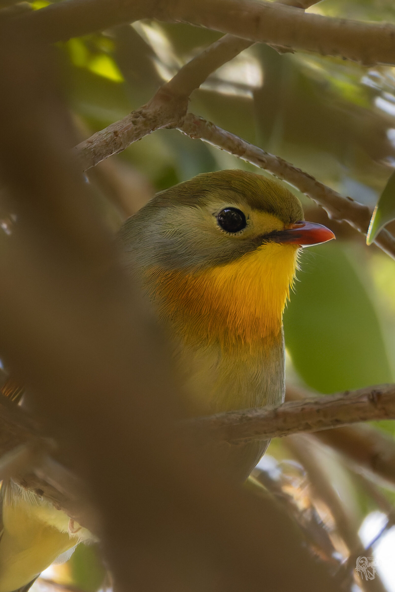 Nightingale of Japan