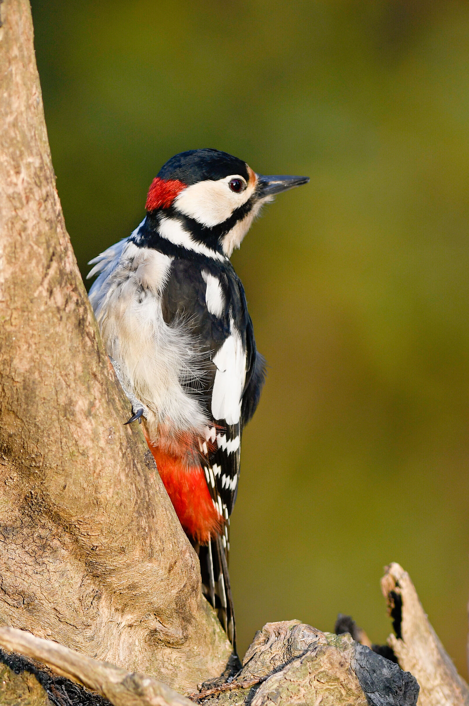 Great Spotted Woodpecker