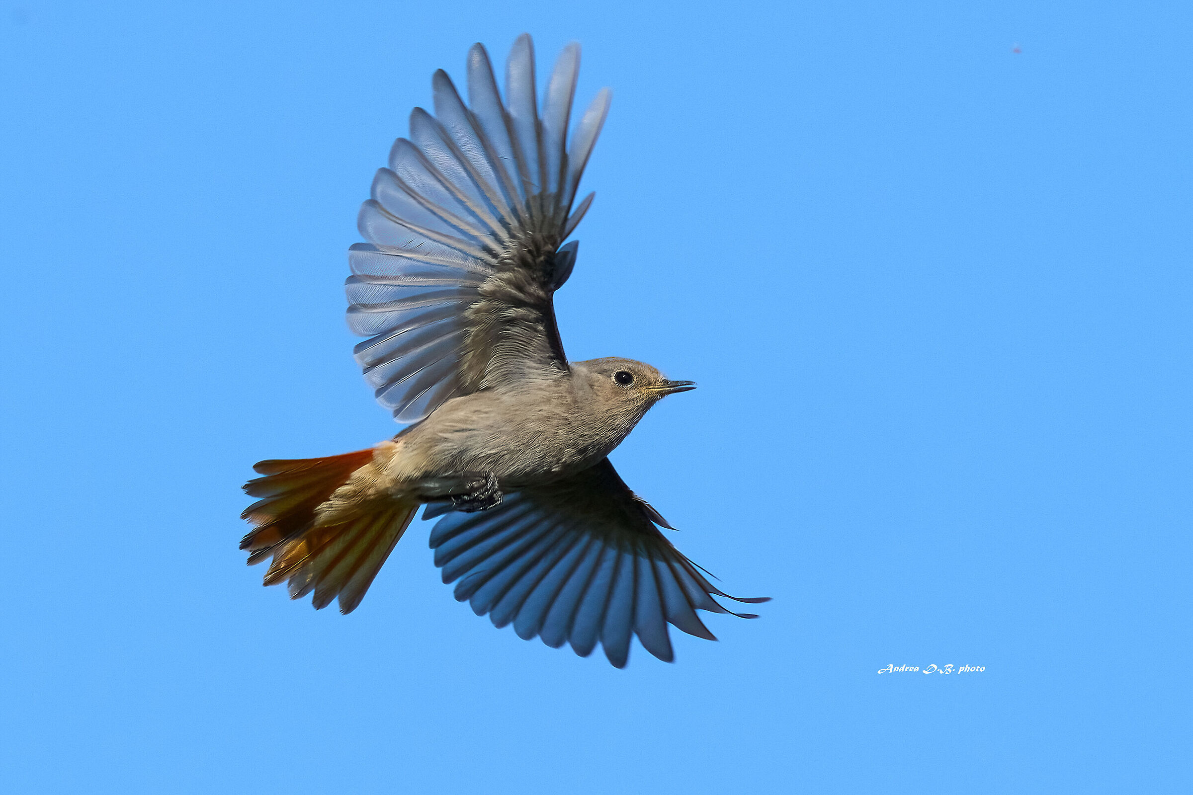 Codirosso spazzacamino (f)