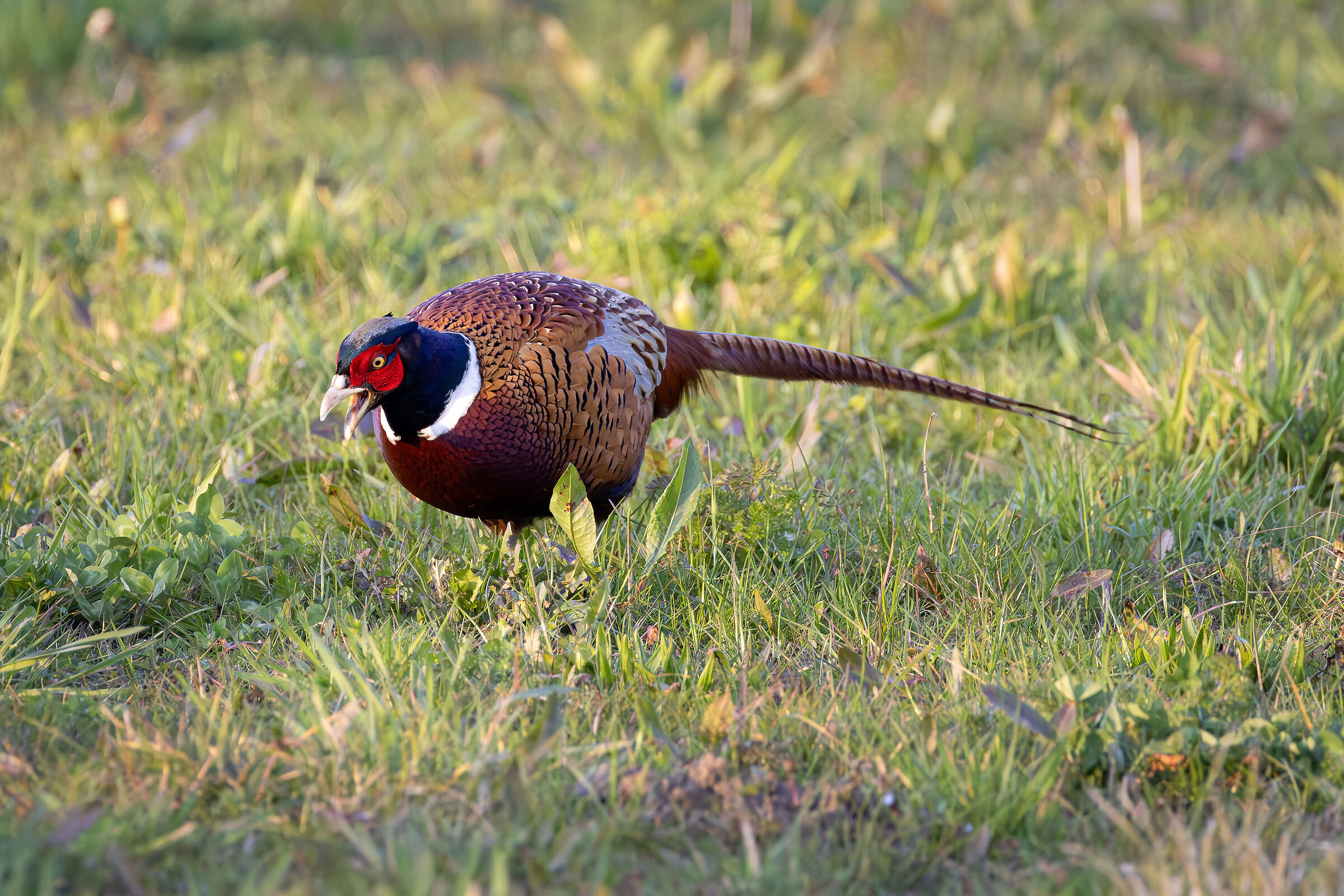 Pheasant