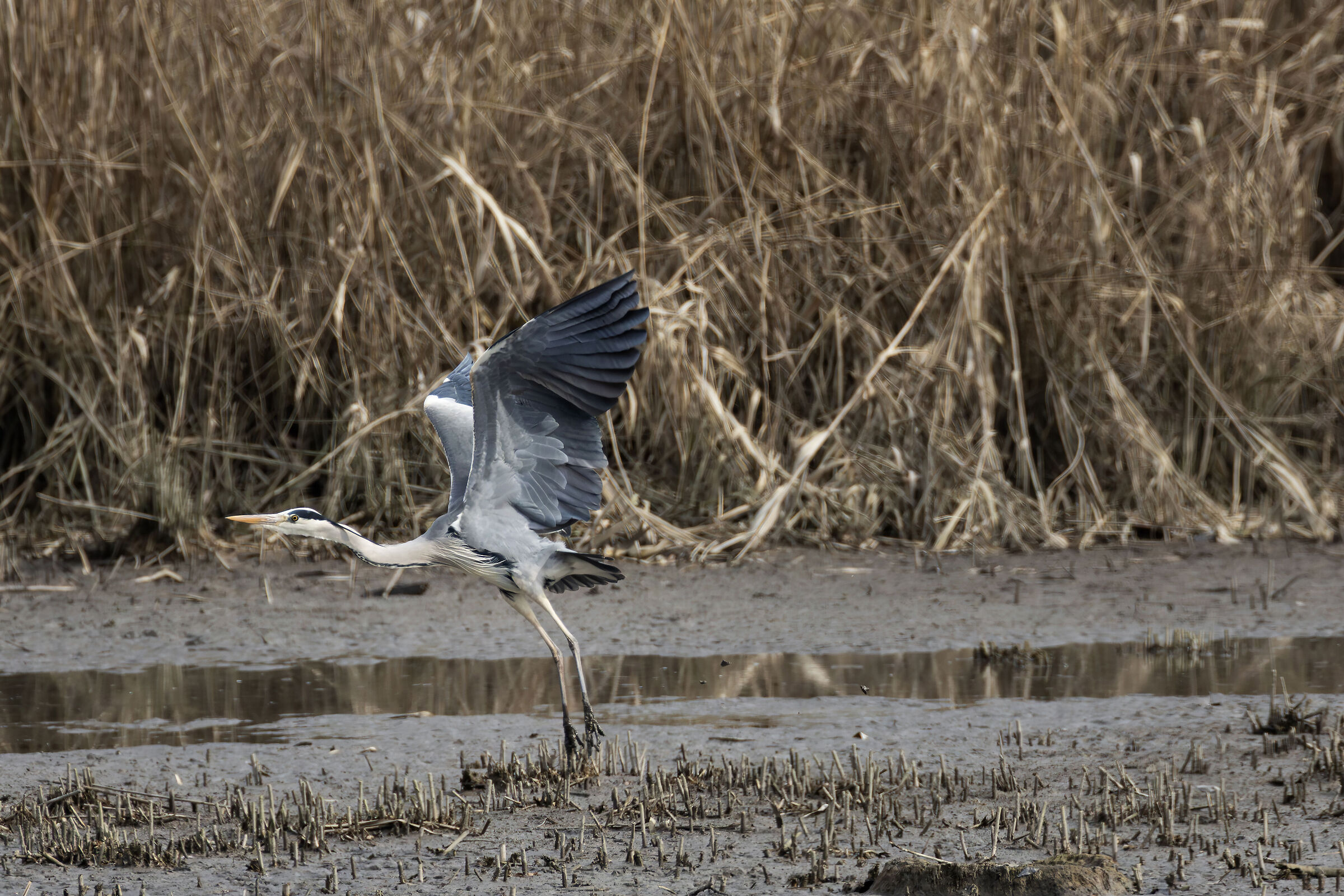 Grey Heron