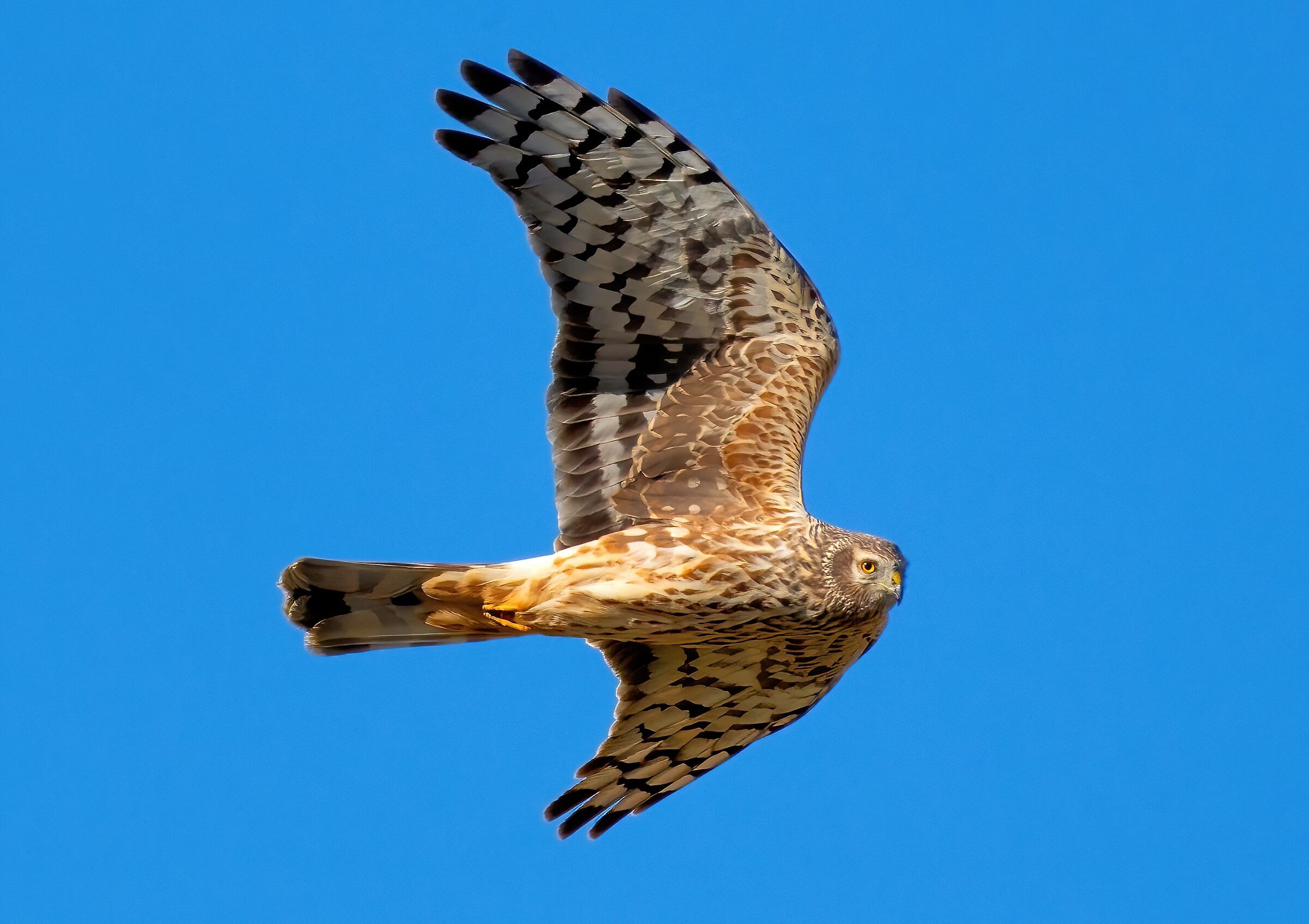 Hen Harrier (Circus cyaneus) female