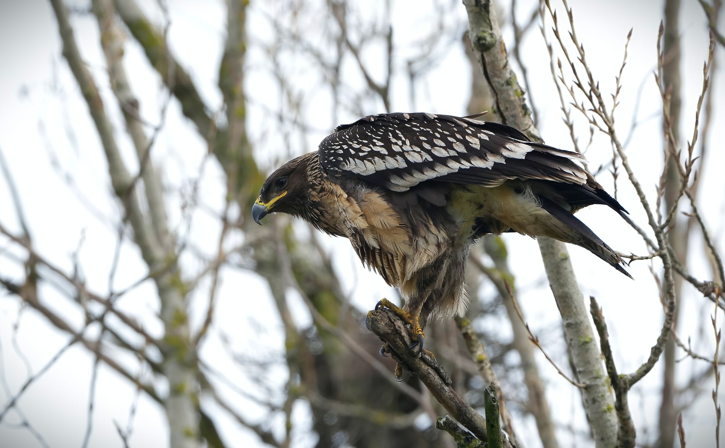 Greater spotted eagle, young
