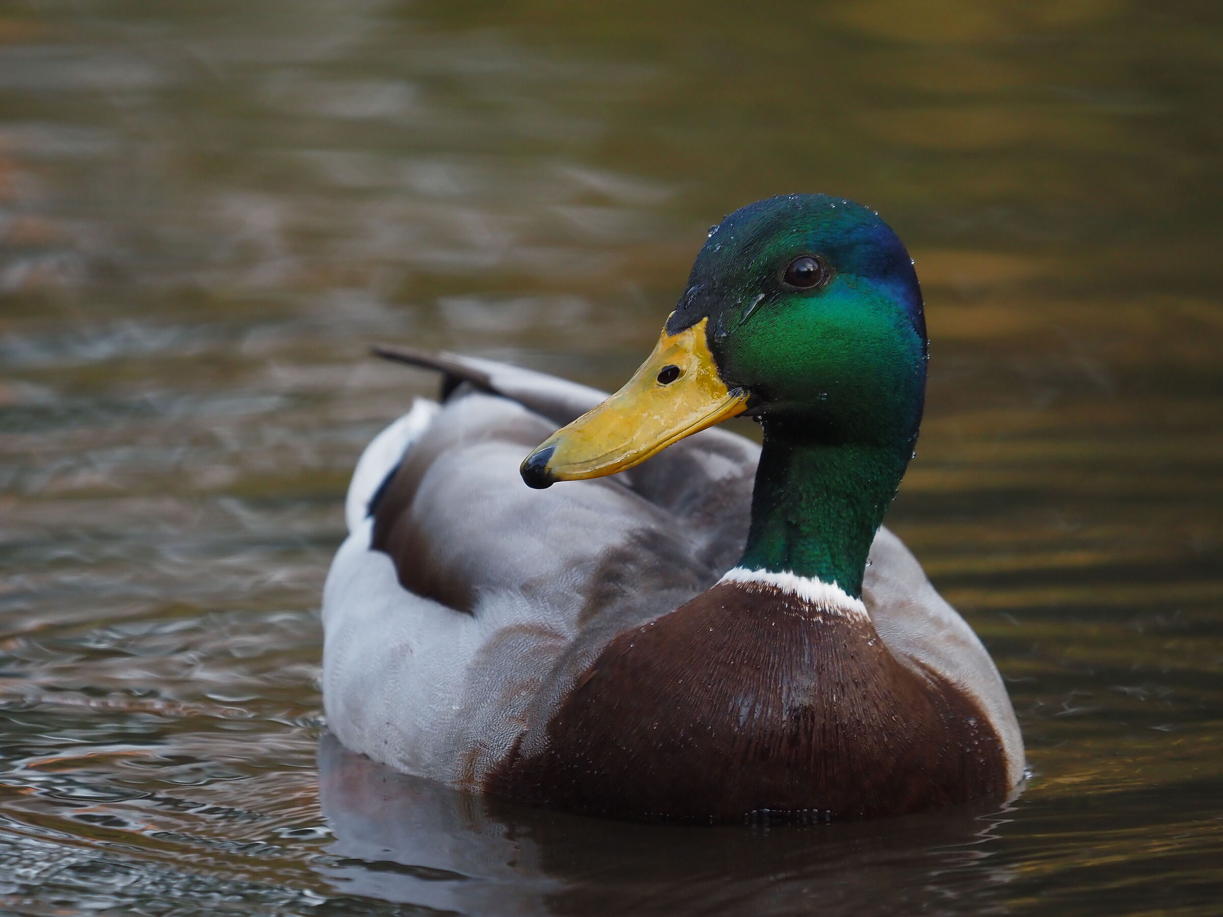 Mallard ... Milanese