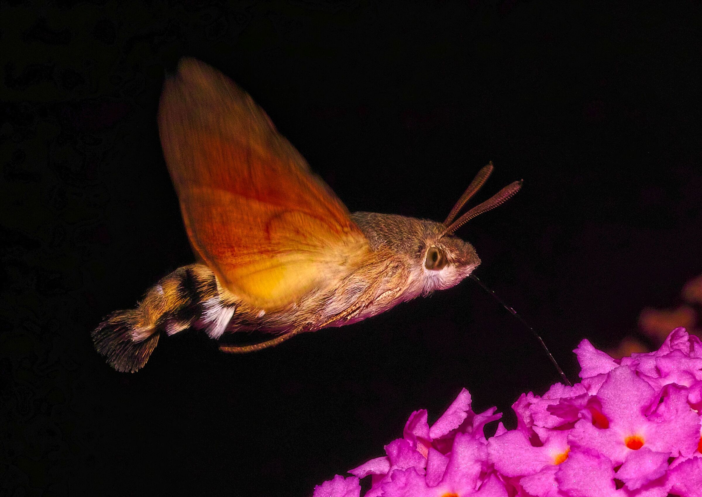 Macroglossum stellatarum, Sfinge del galio