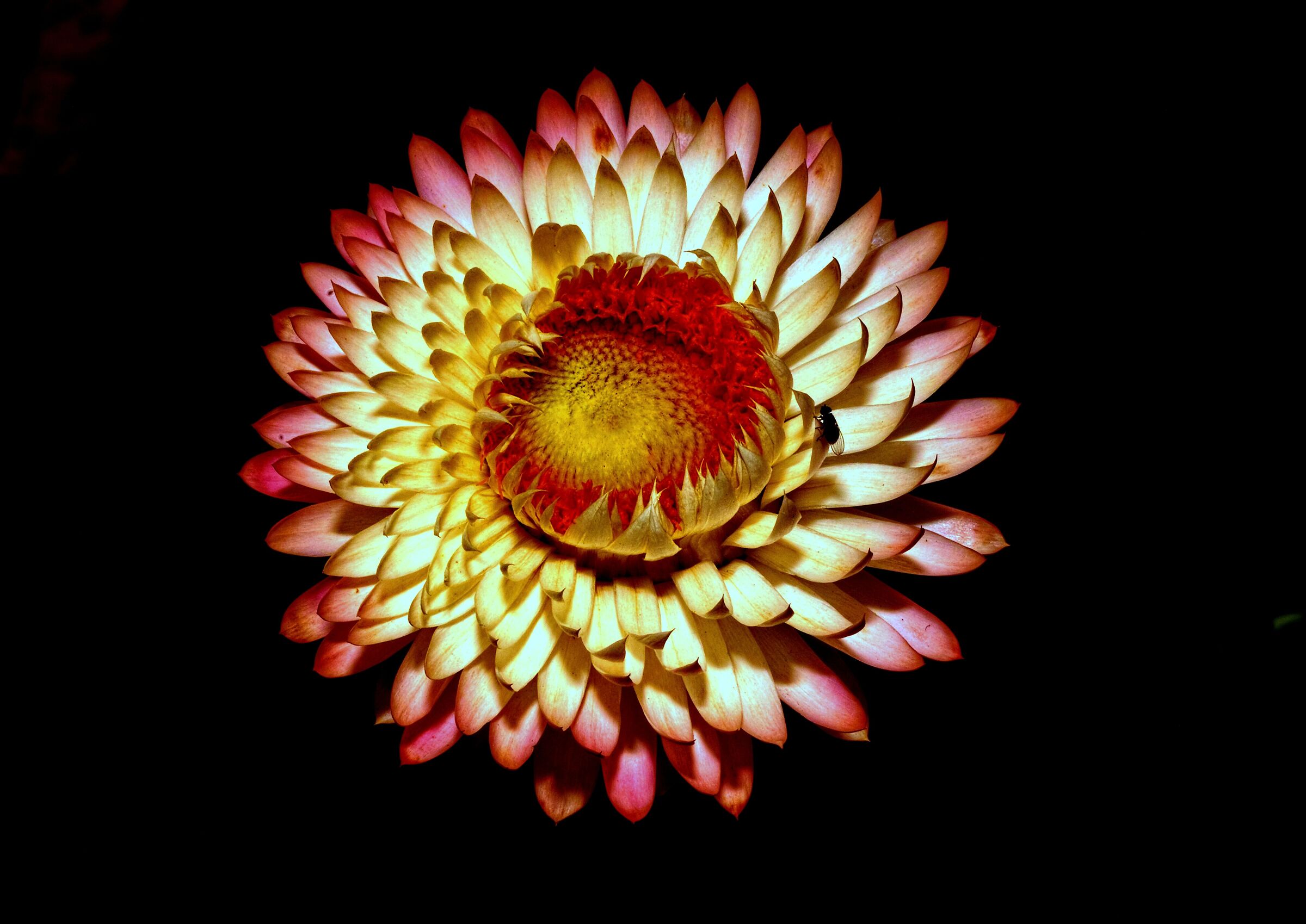 Helichrysum bracteatum