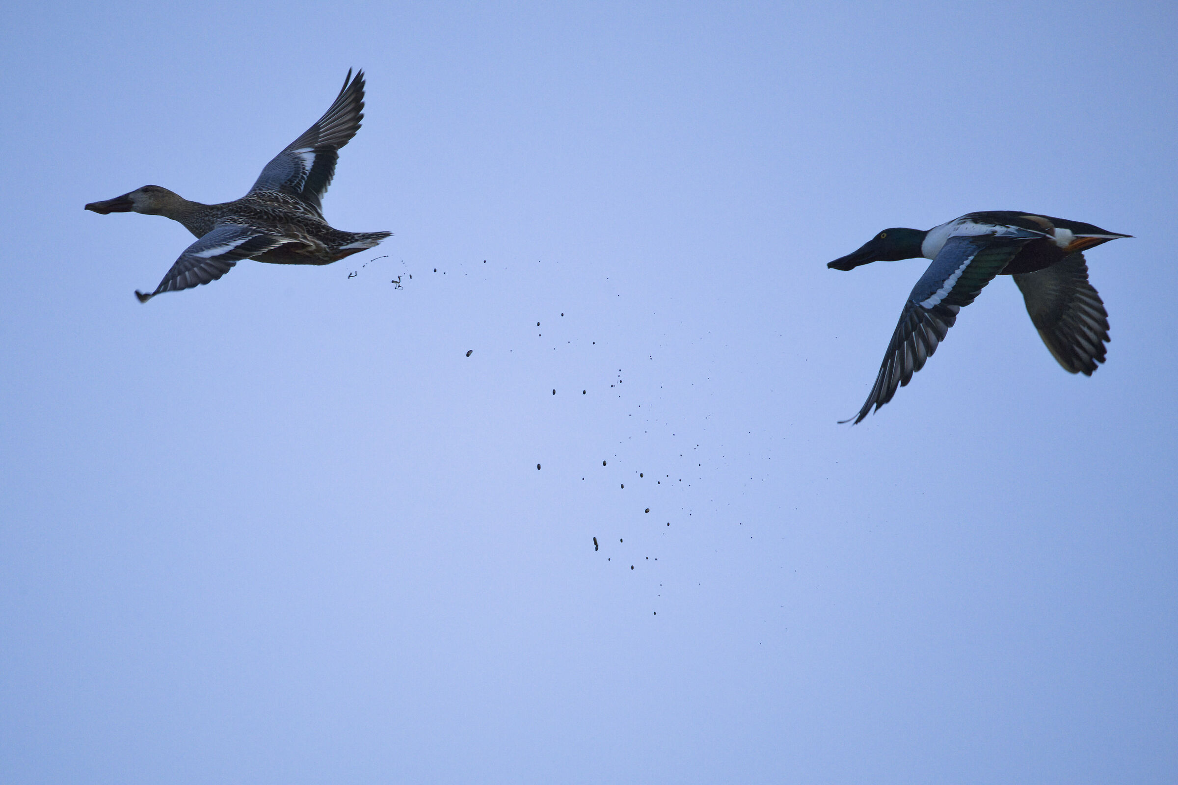 Quasi come la corazzata Potëmkin