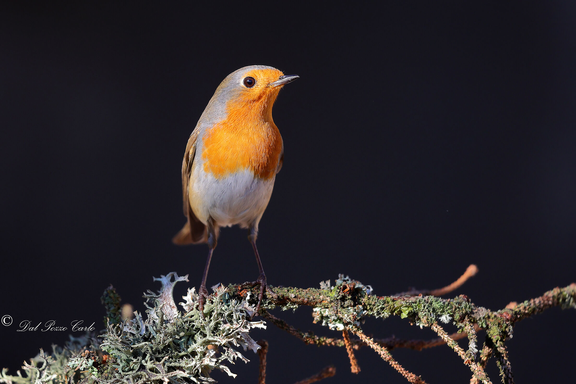 Luce spot sul pettirosso