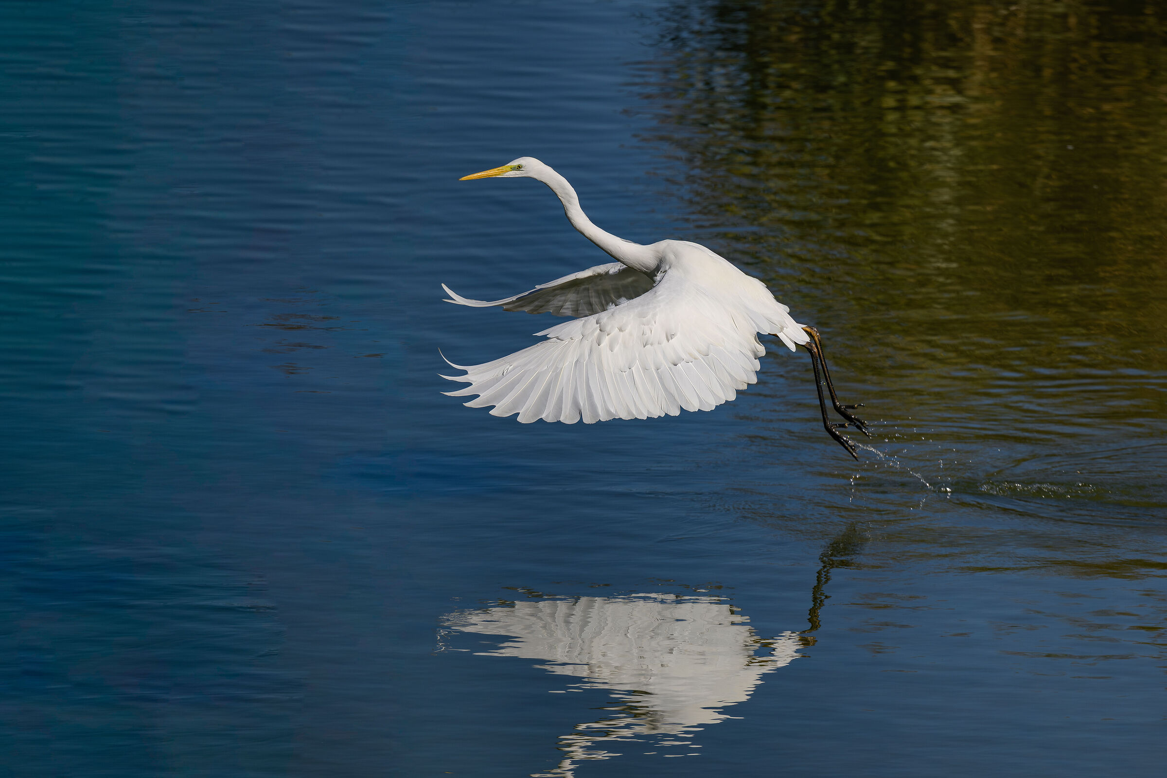 Great Egret