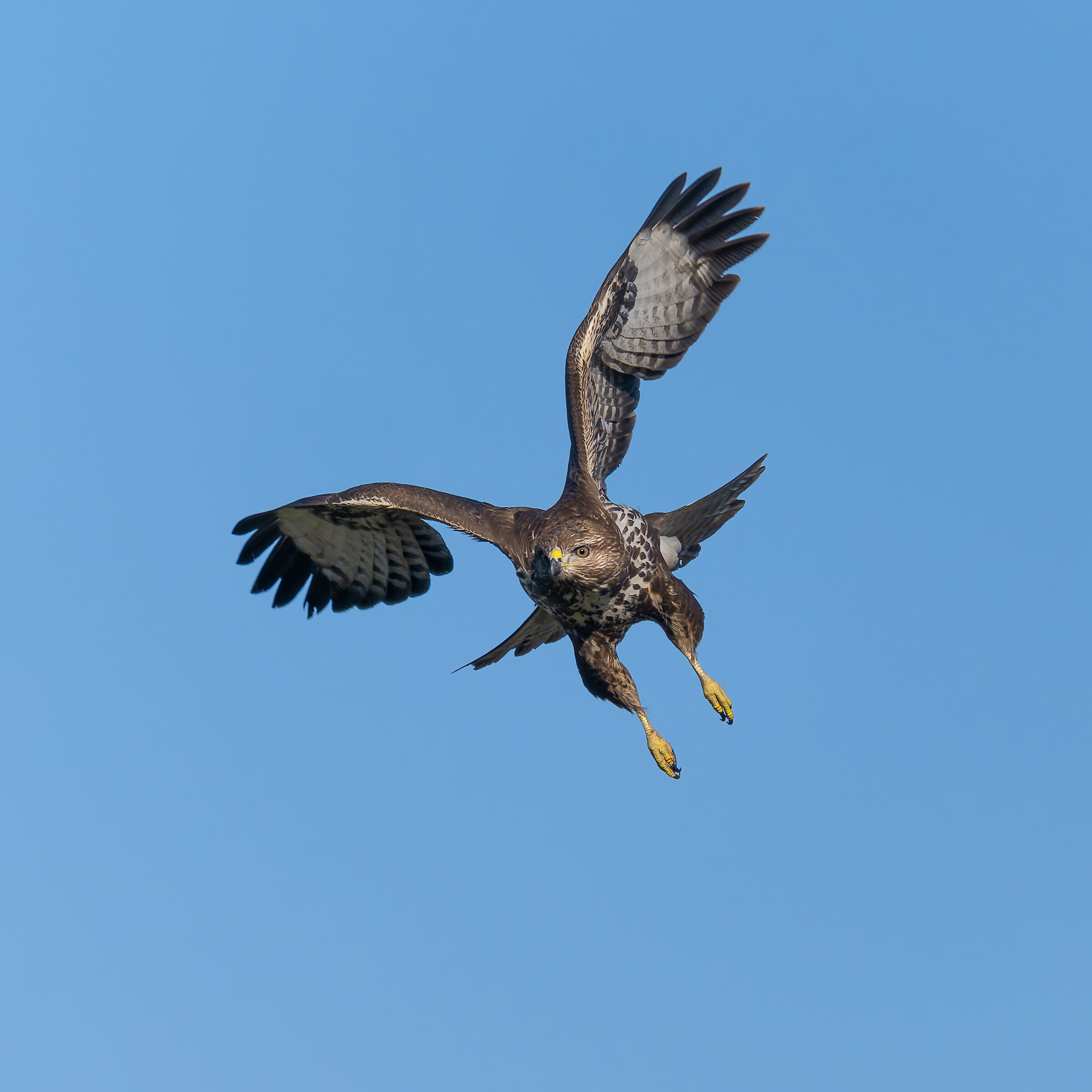 Poiana - Buteo buteo