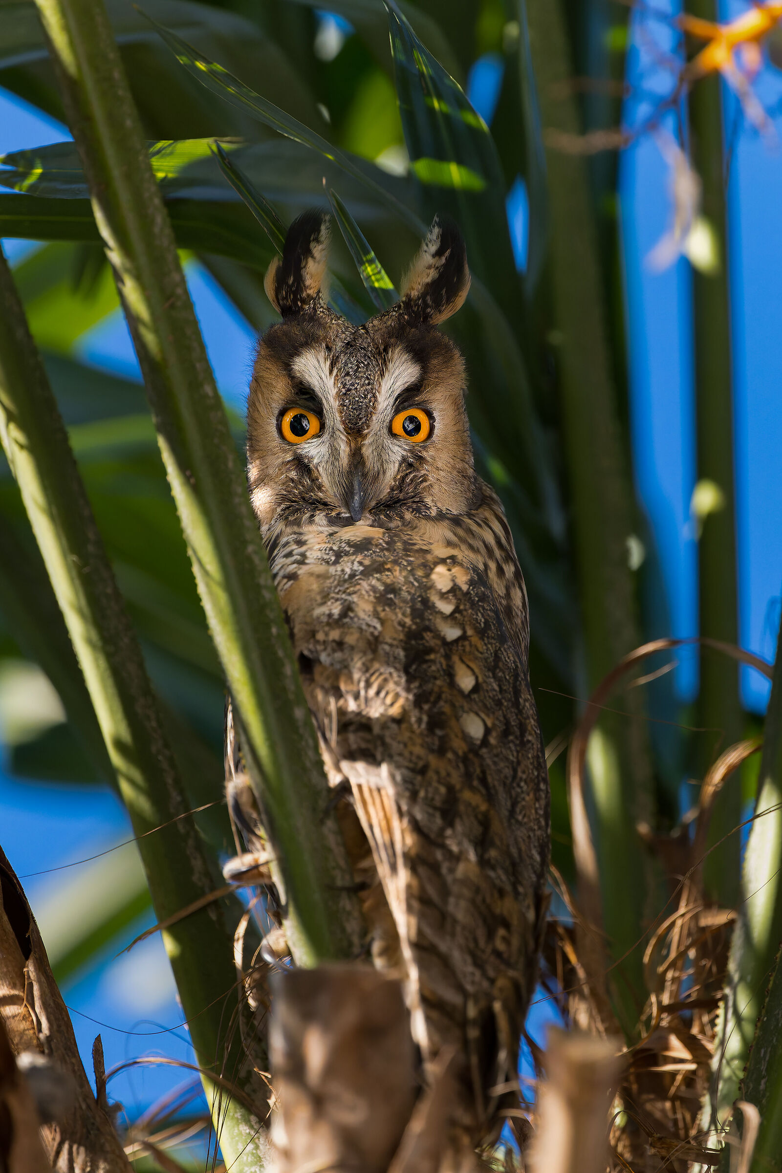 Gufo comune - Asio otus