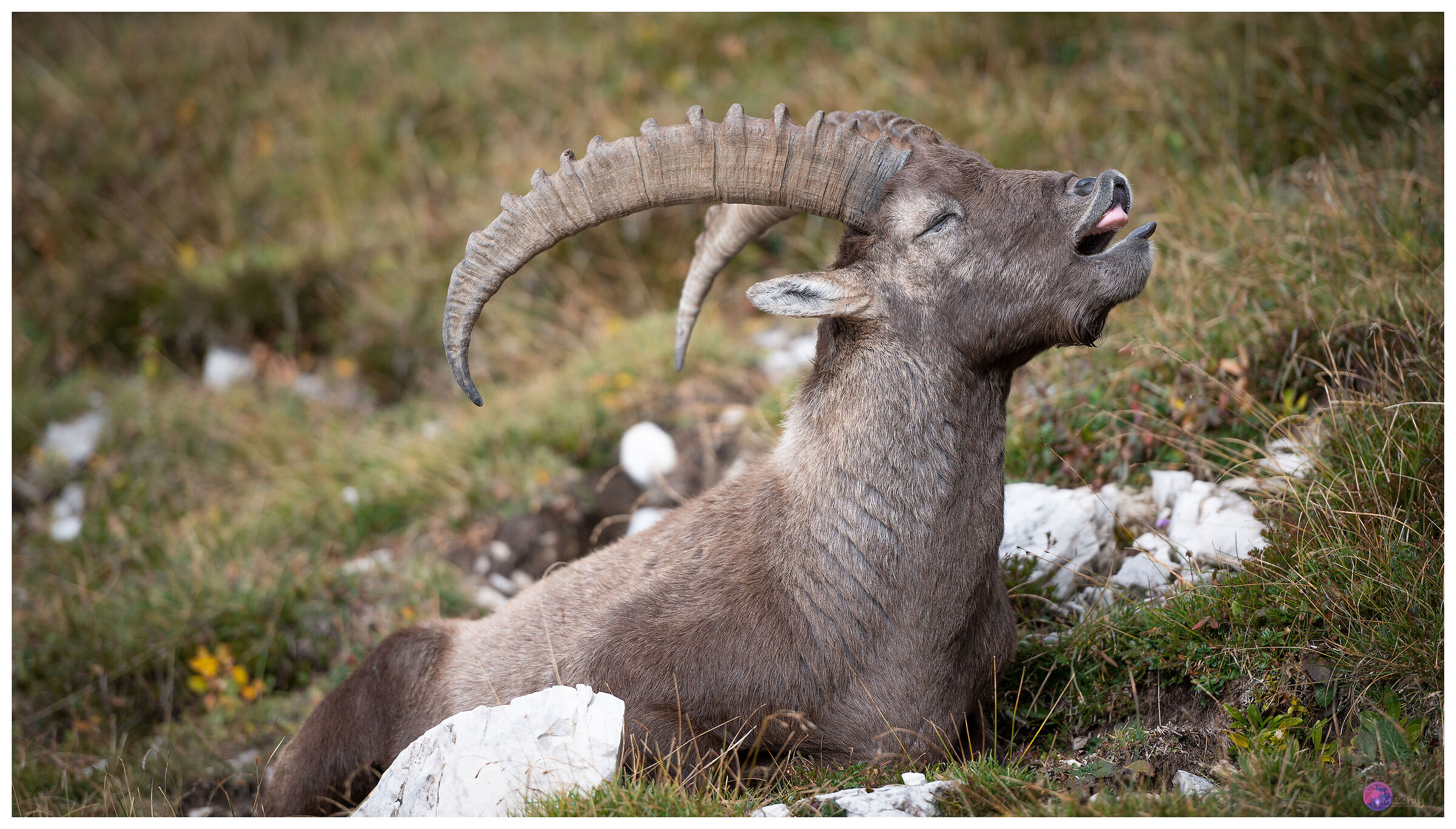 Sì vado via subito...