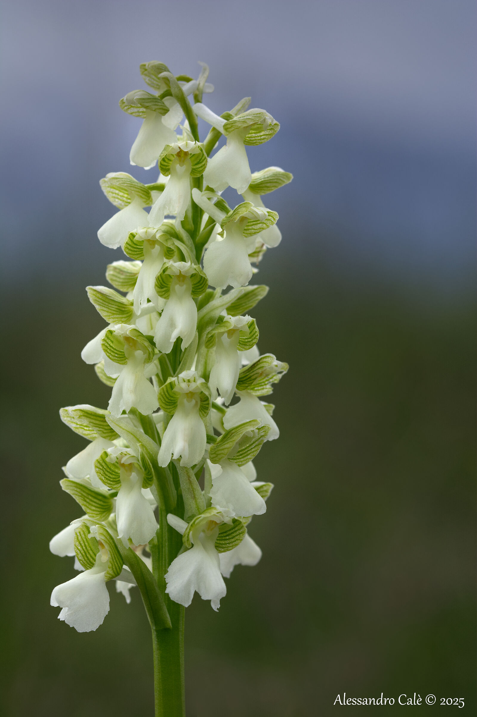 Orchis morio 4092