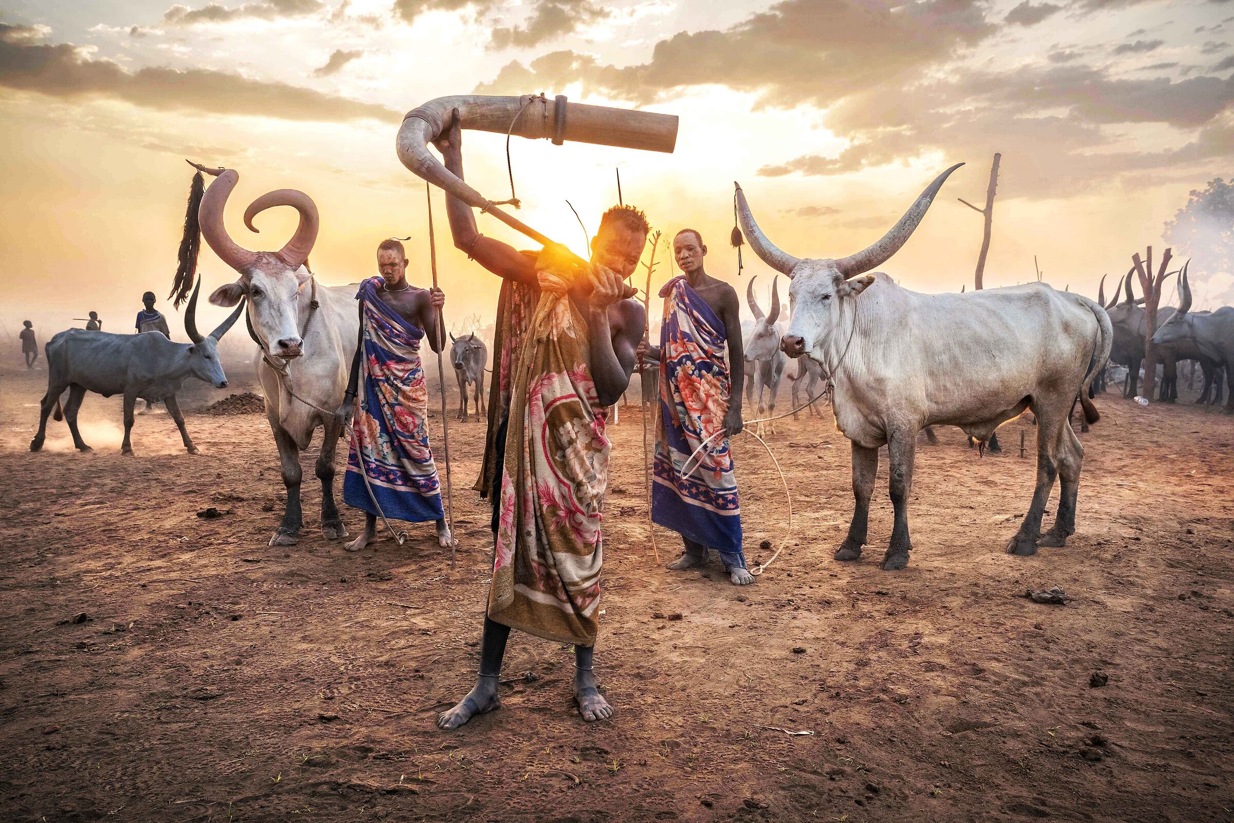 The Evening Cattle Call