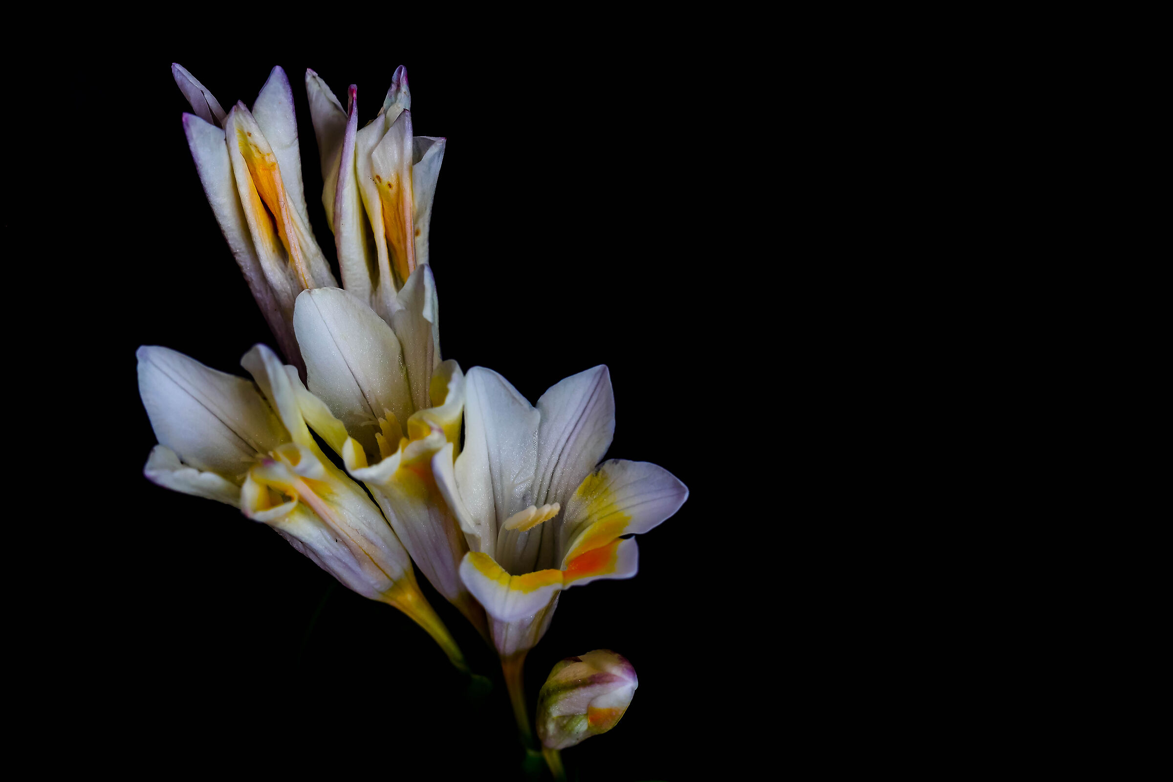 Freesia