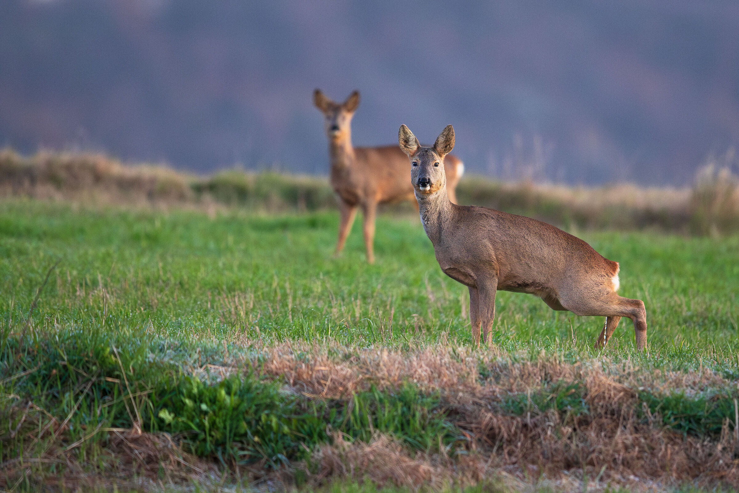 Capriolo alla toilette