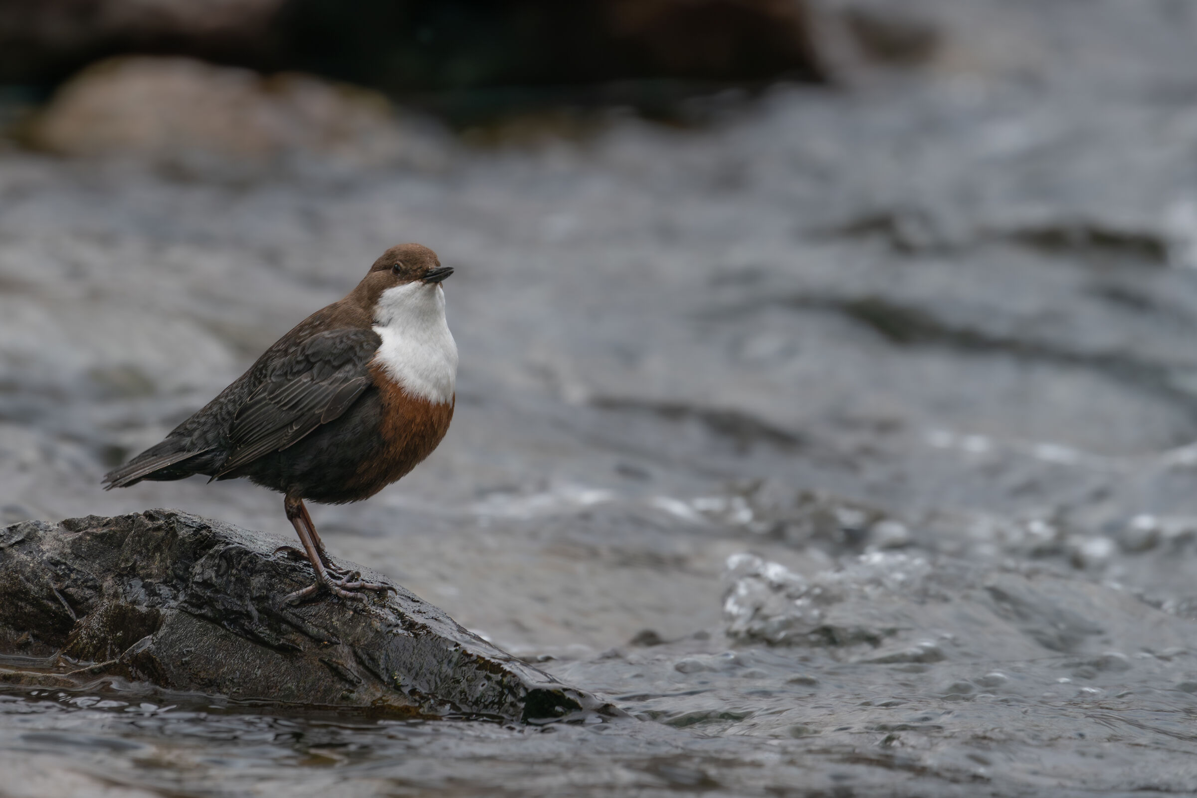 Dipper