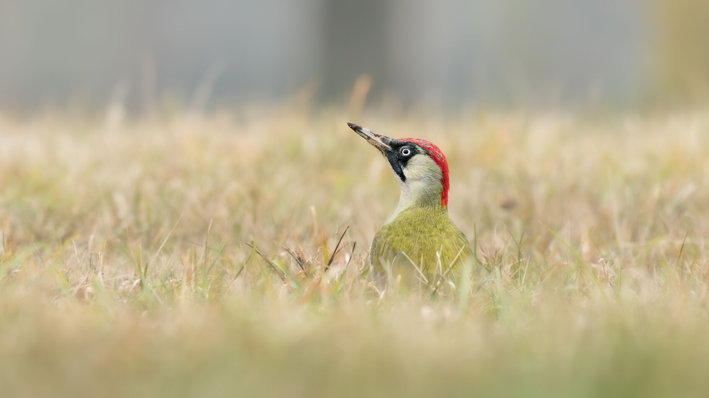 Green woodpecker