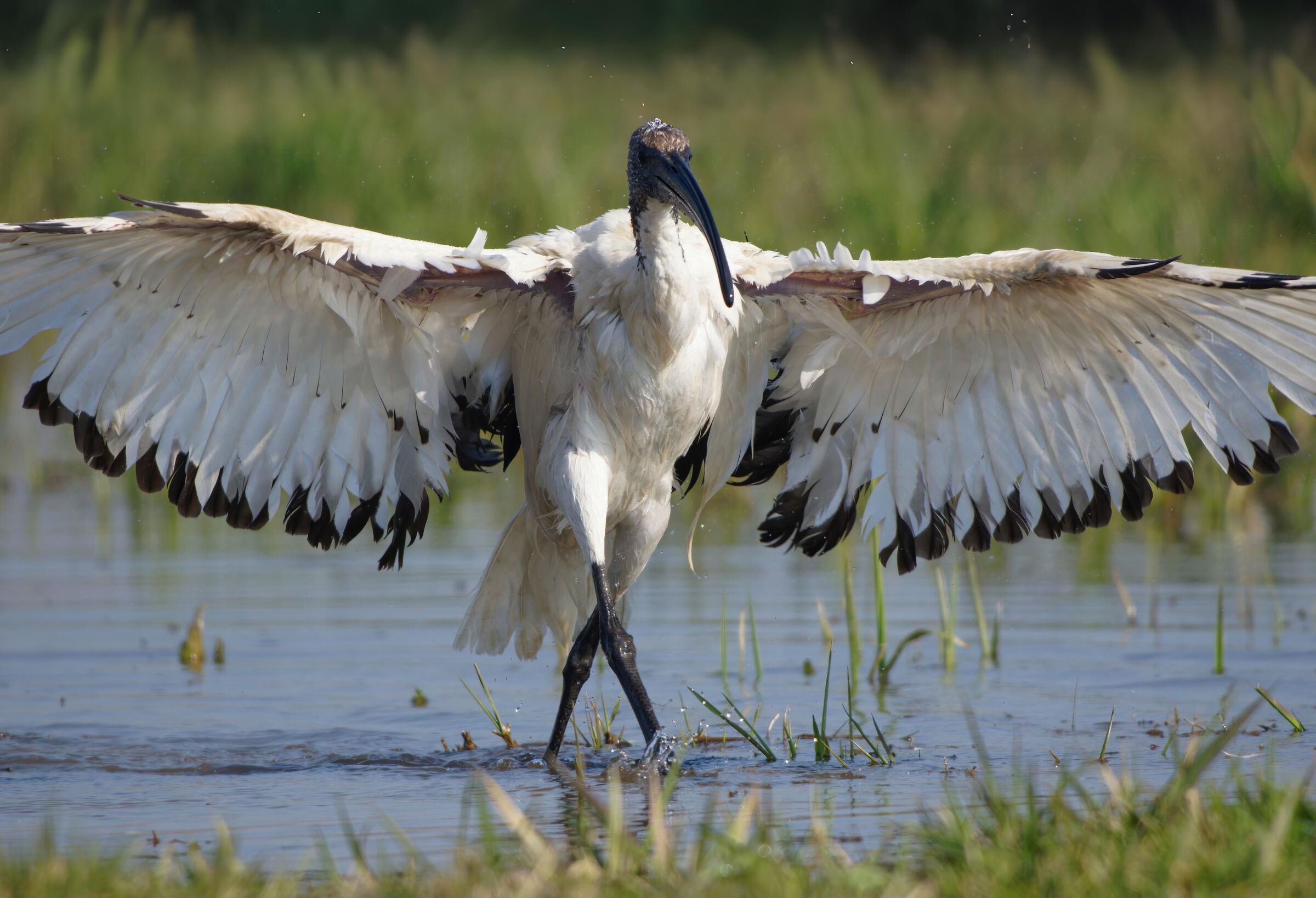 SACRED IBIS