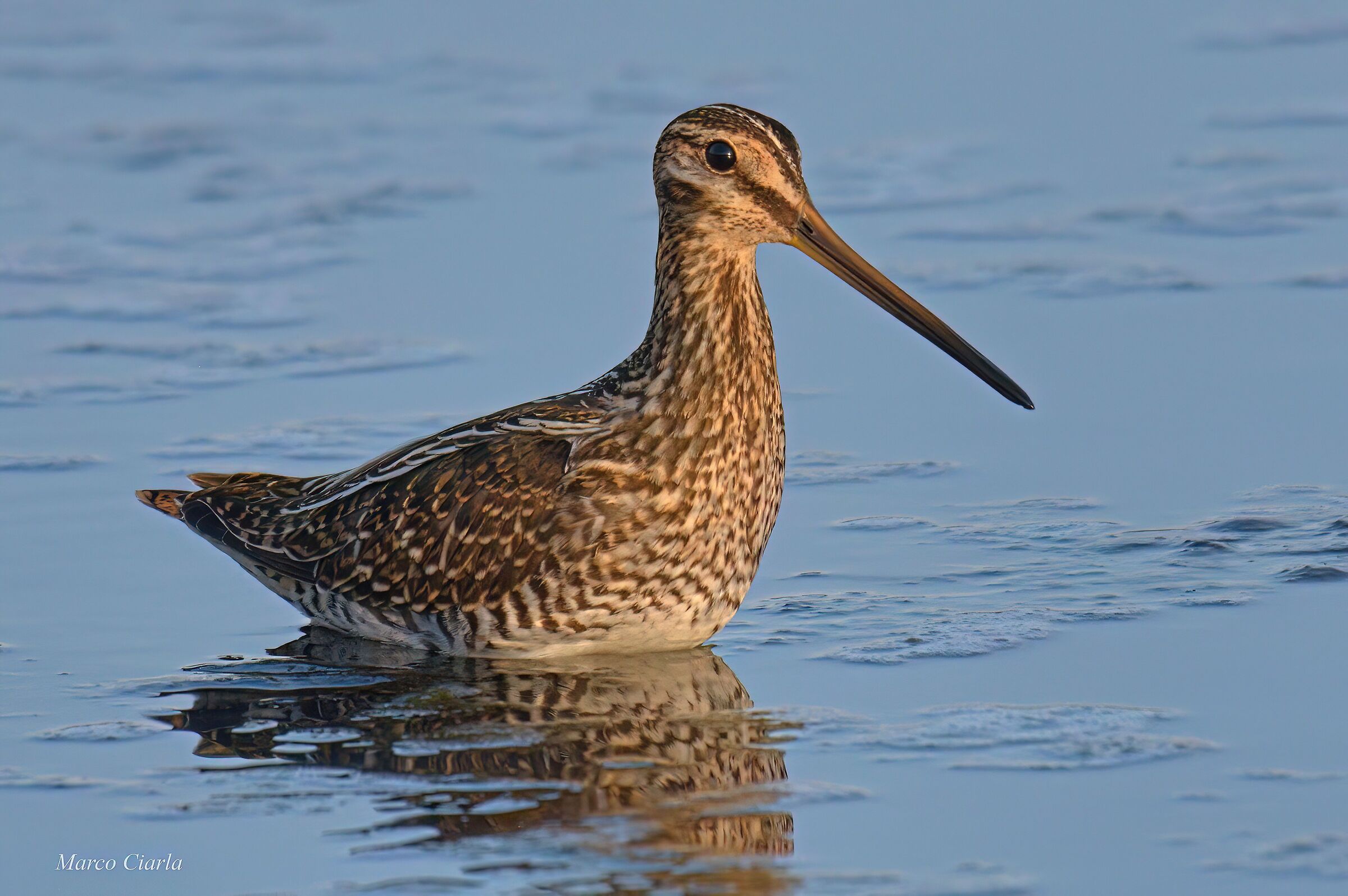 Beccaccino (Gallinago gallinago)