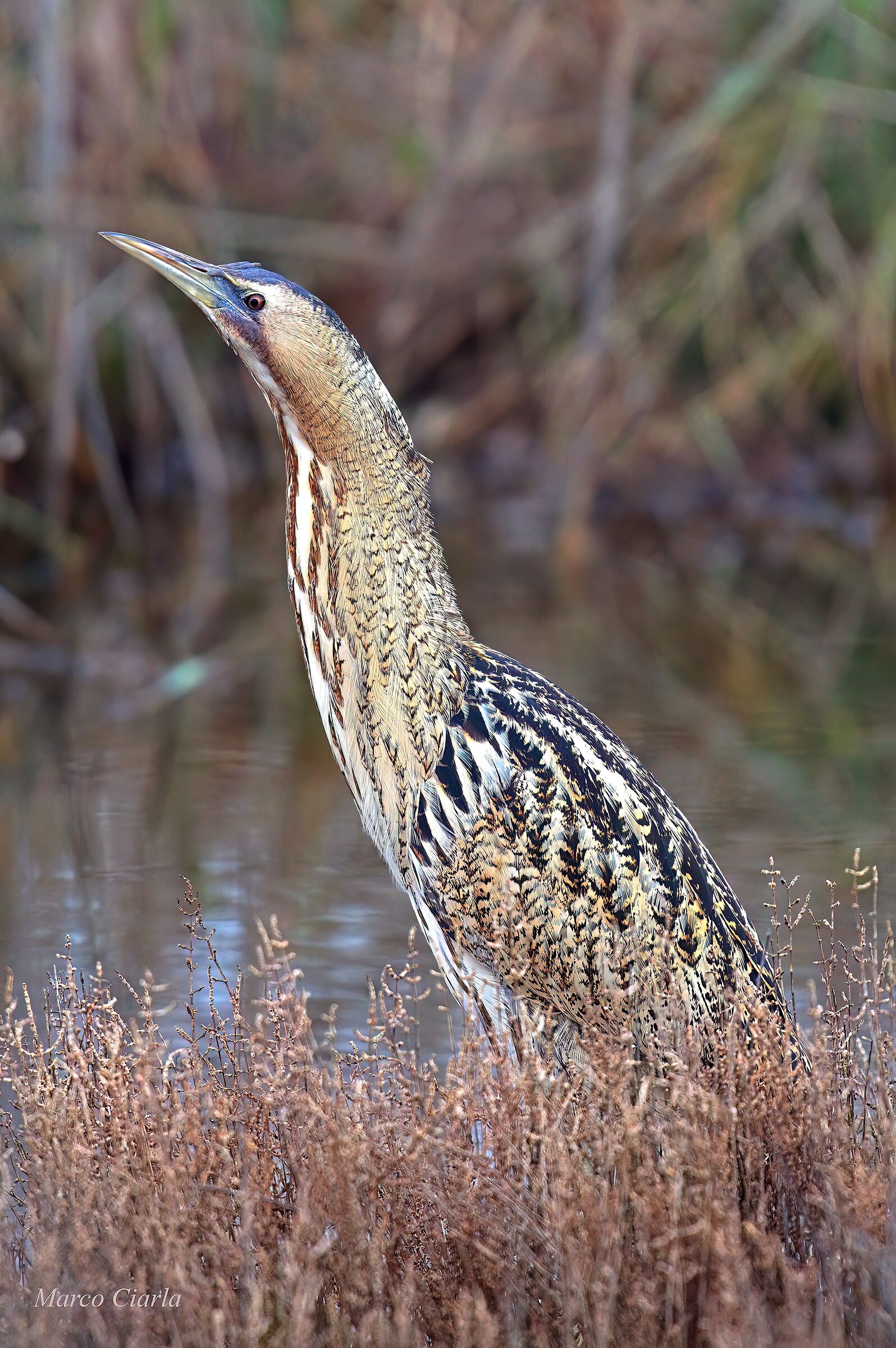 Tarabuso (Botaurus stellaris)