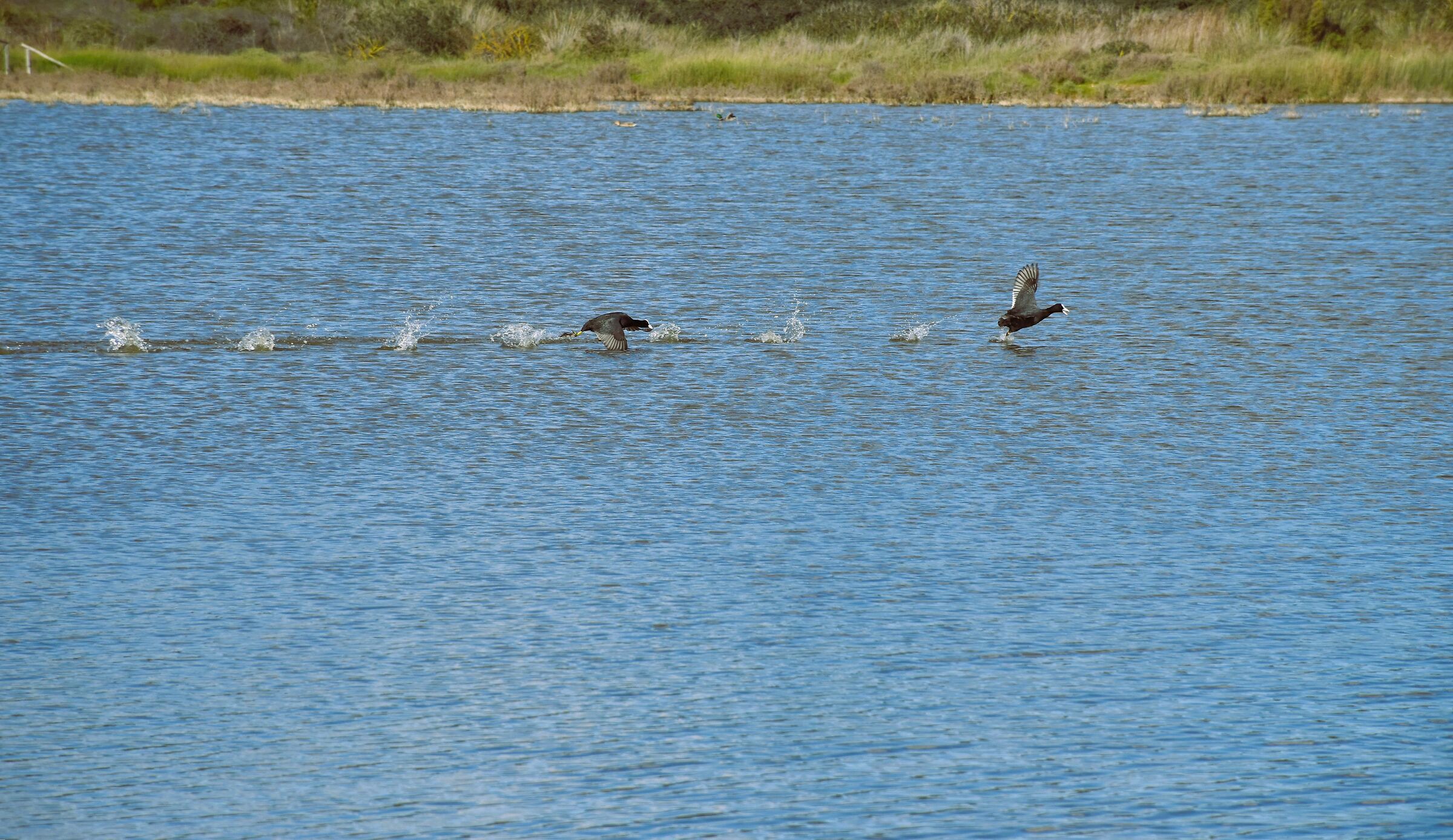 Vedrai che ti prendo...