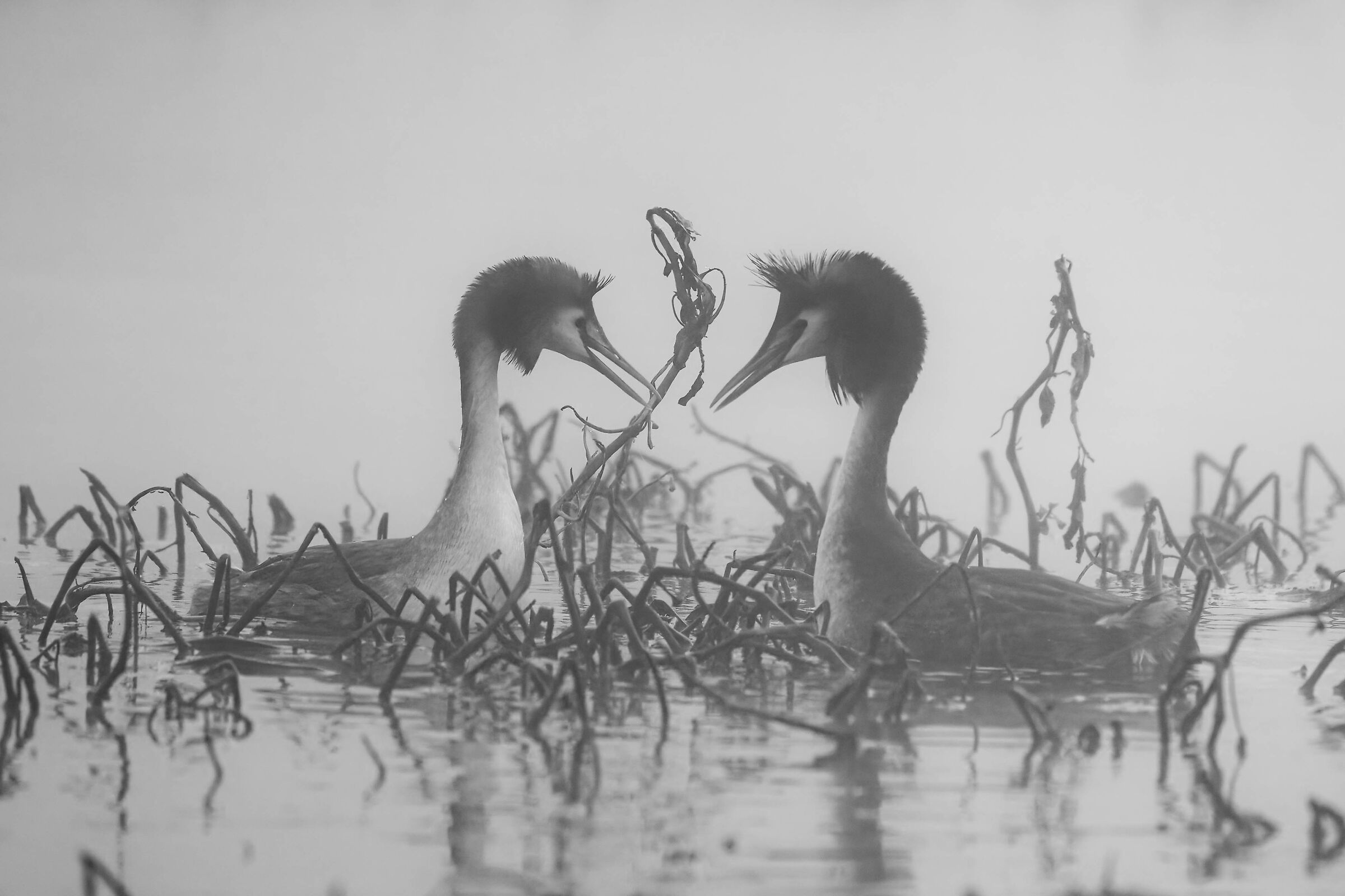 amori nella nebbia #2