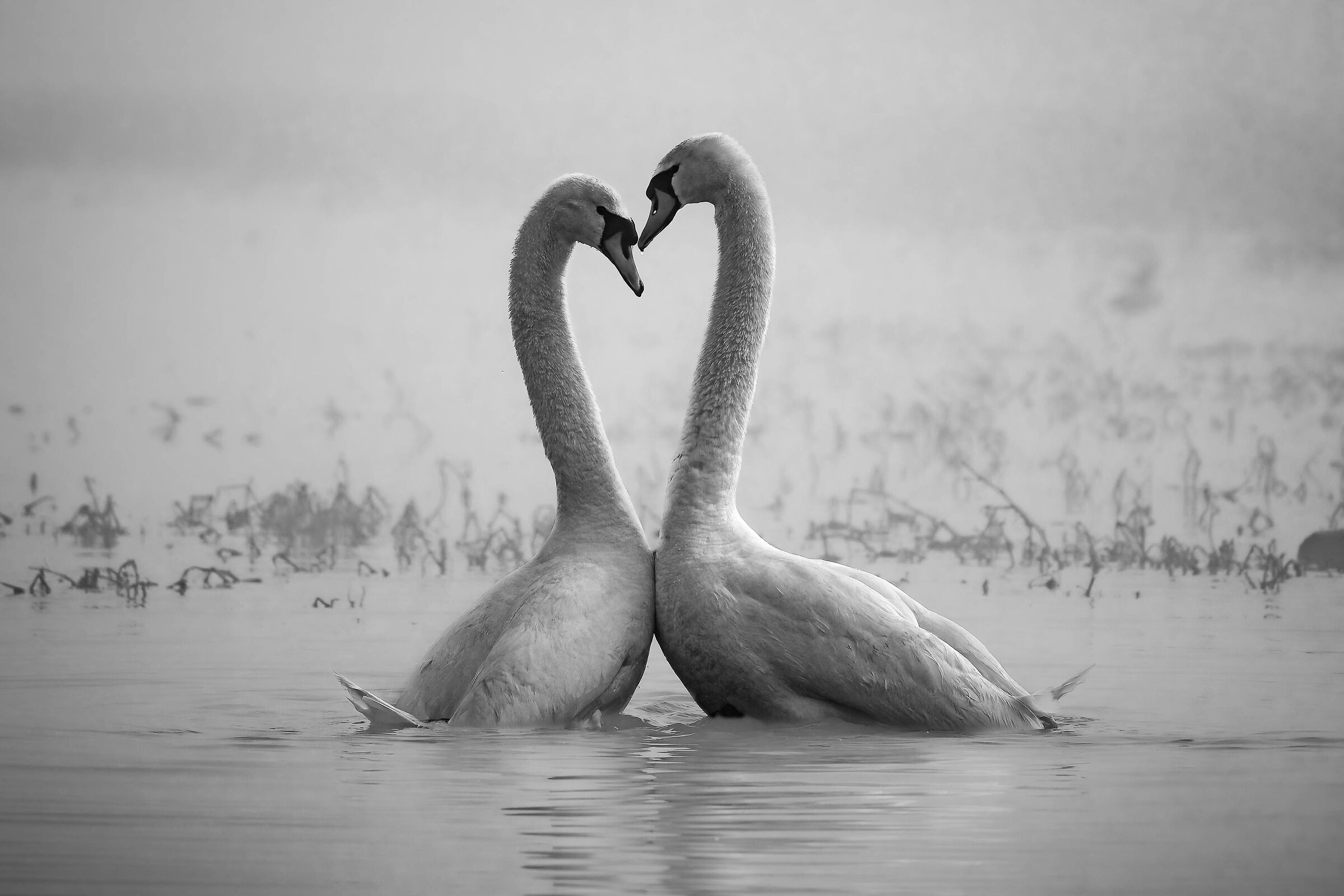 Amori nella nebbia#3