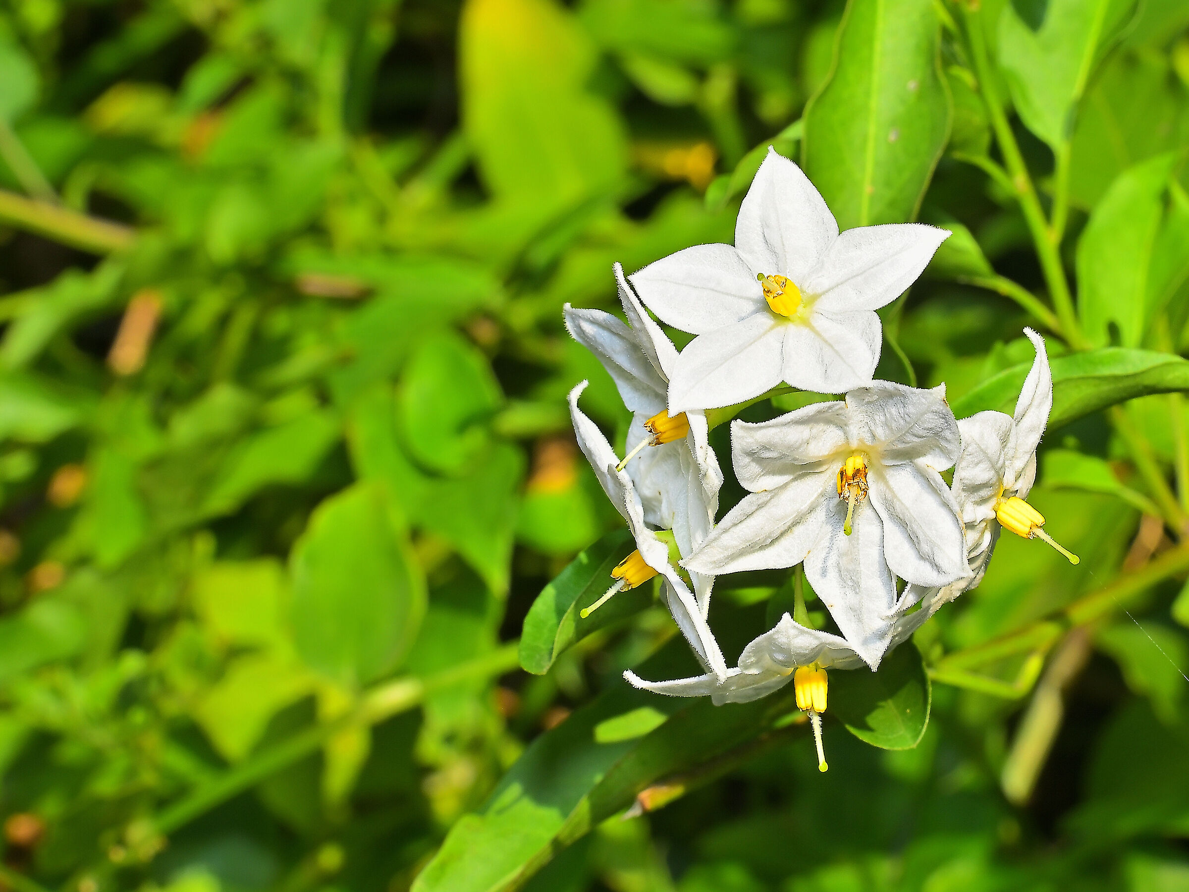Solanum jasminoides