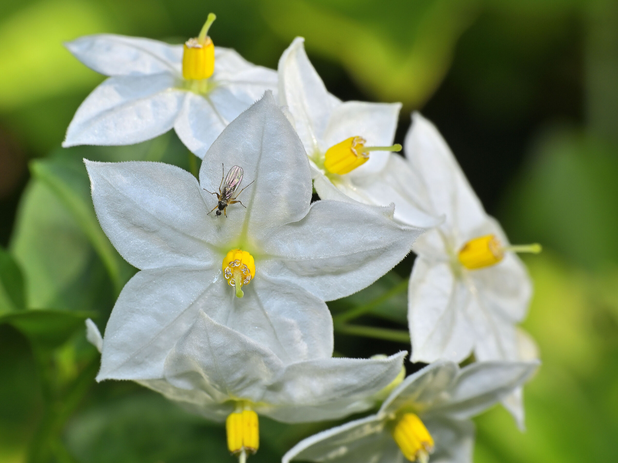 Solanum jasminoides