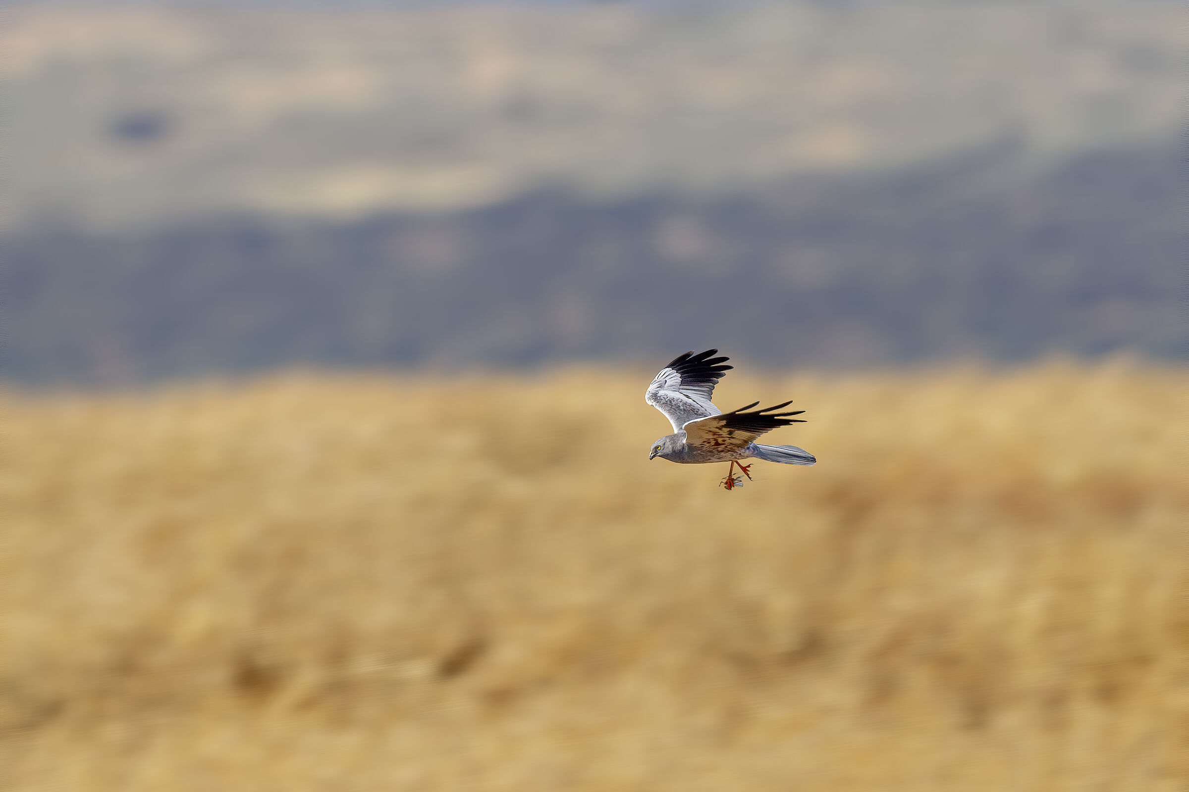 Montagu's Harrier - male with prey