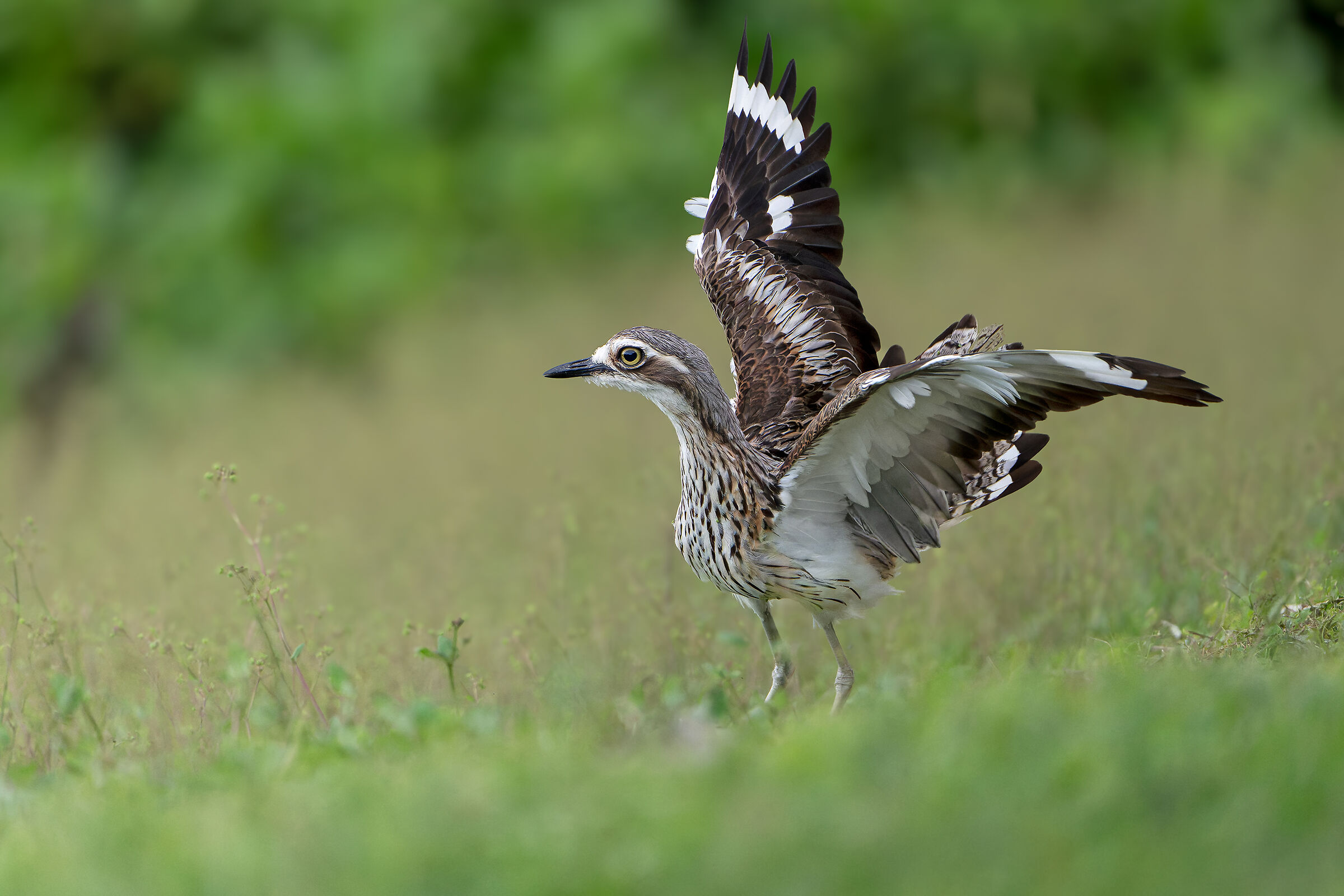 Occhione australiano (Burhinus grallarius)