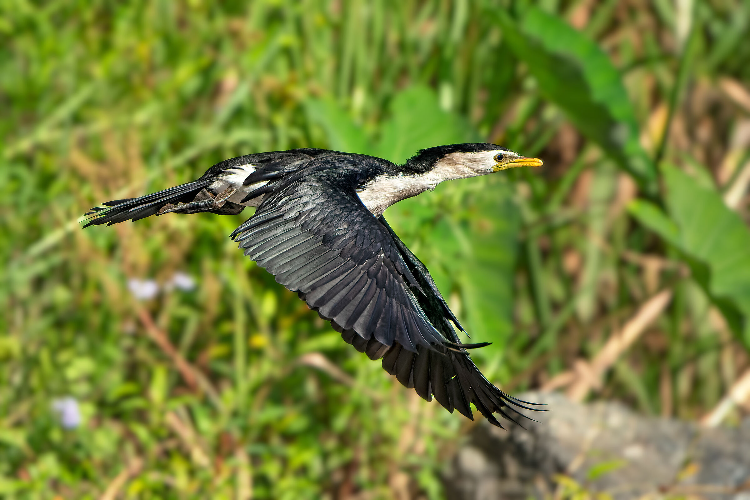 Cormorano bianconero minore (Microcarbo melanoleucos)