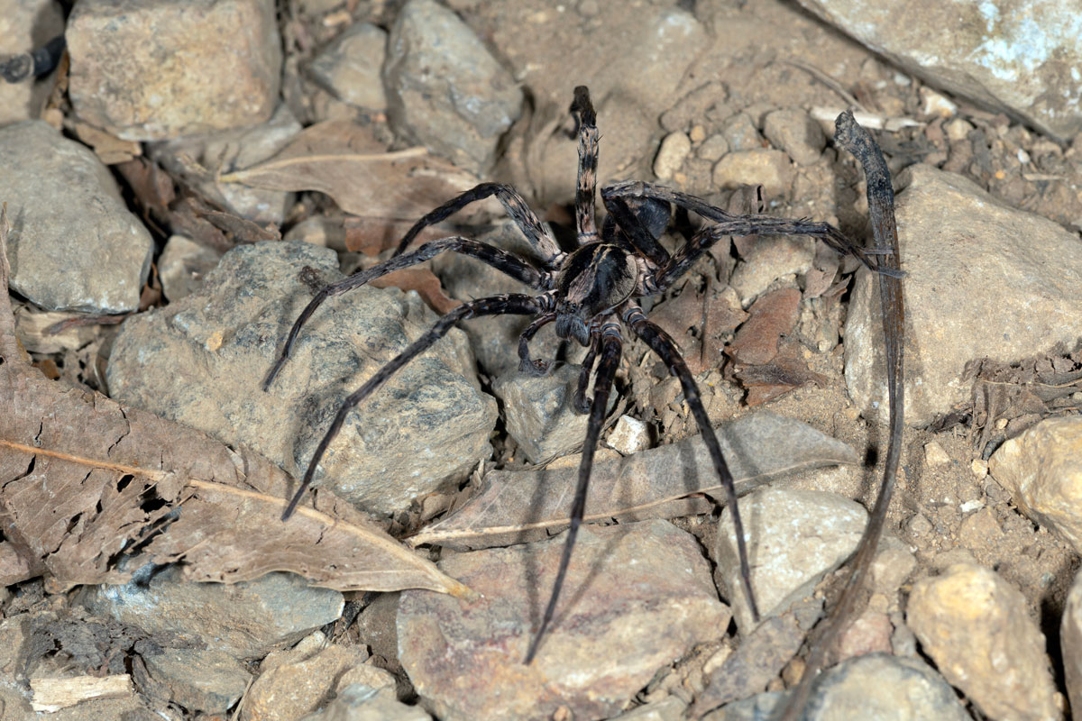 Ragno-lupo del Costa Rica