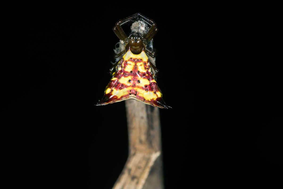 Ragno Micrathena sp.