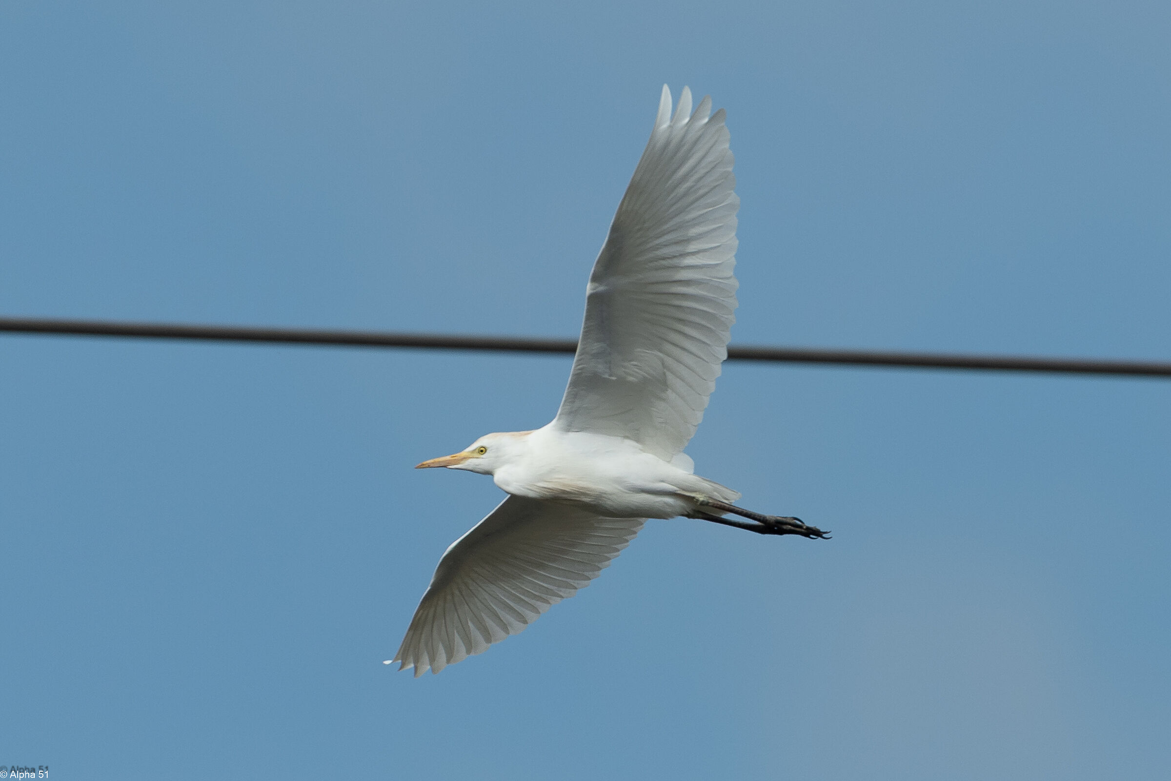Little Egret