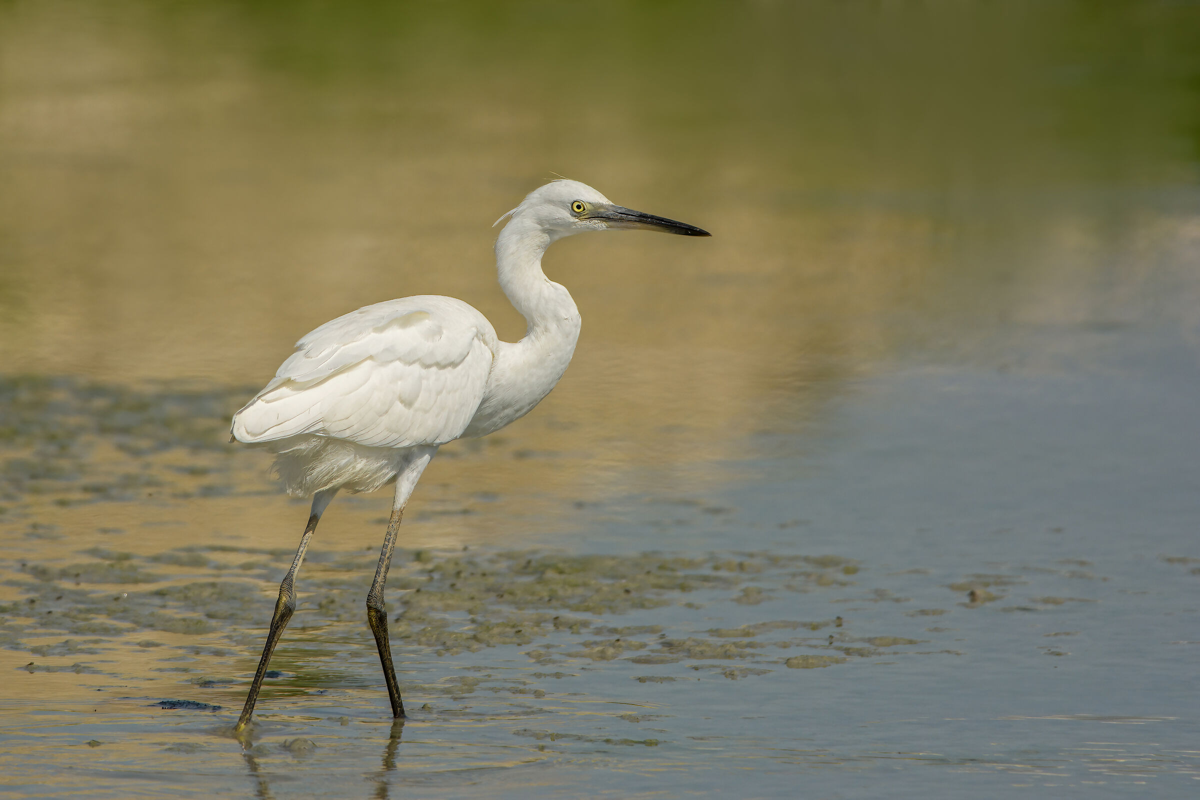 Garzetta (Egretta garzetta)