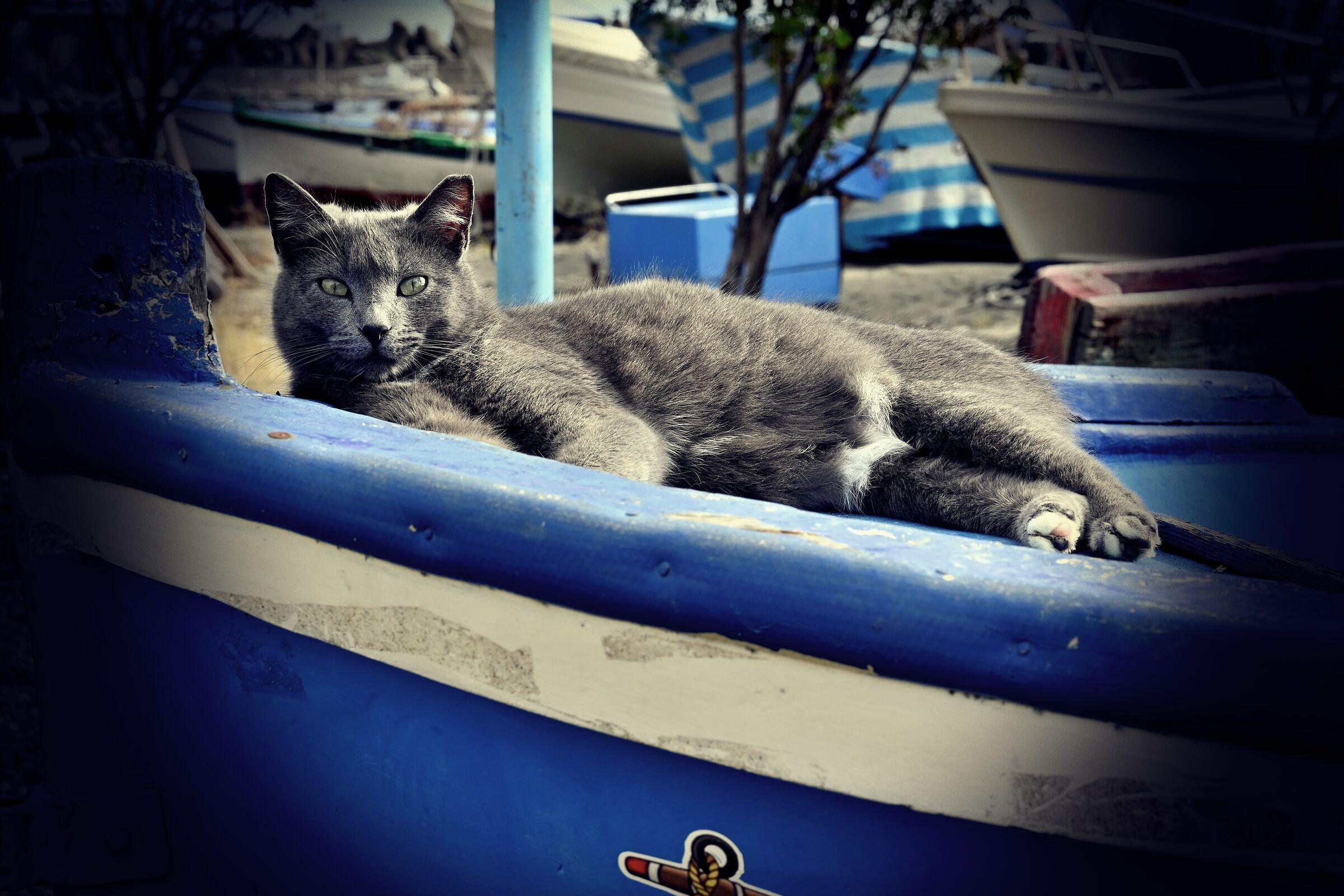 Gatto