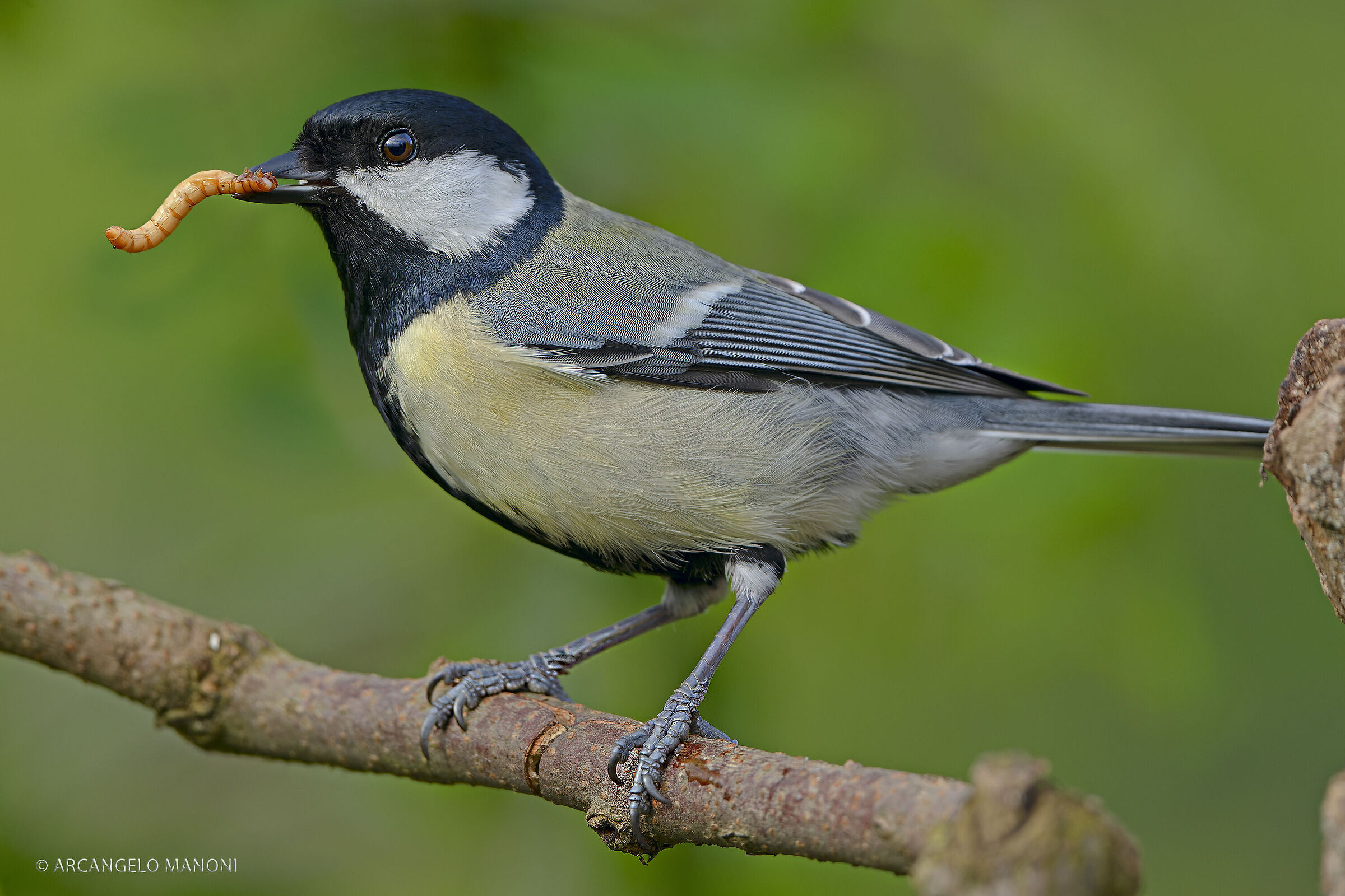 Il pranzo della cinciallegra