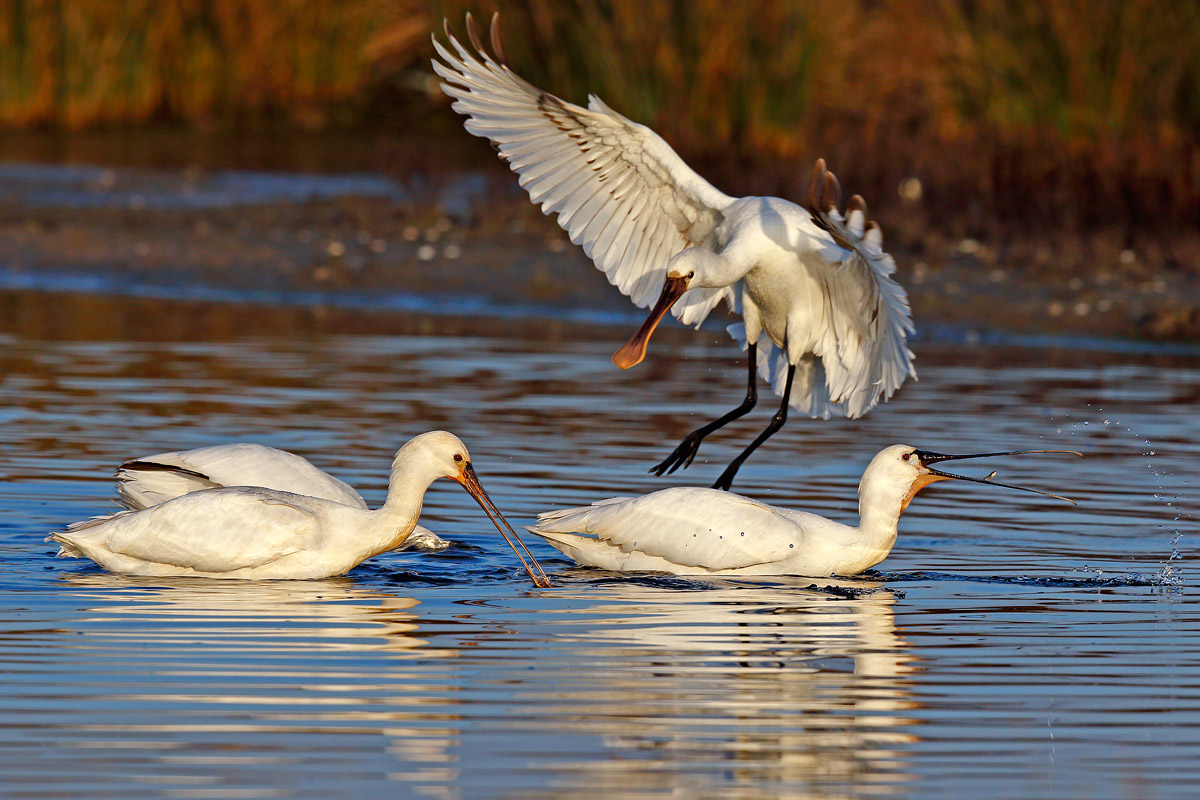 Qui si banchetta, largo!!!