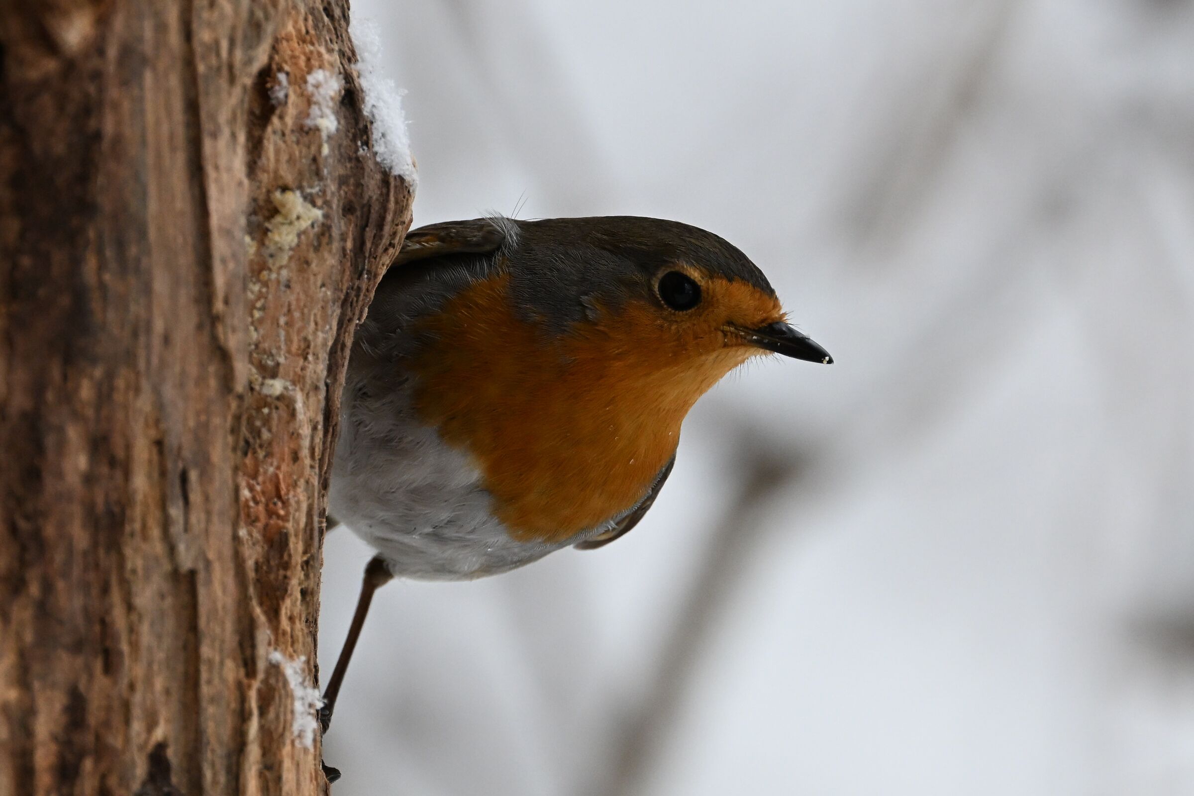 Robin