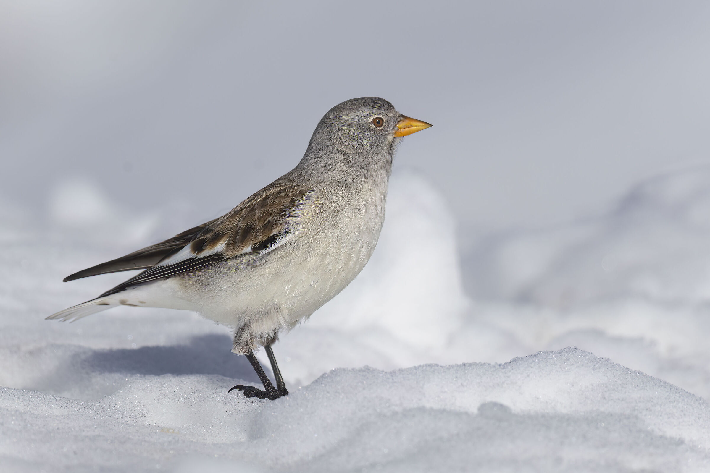 profondo bianco per il fringuello alpino, febbraio 2026