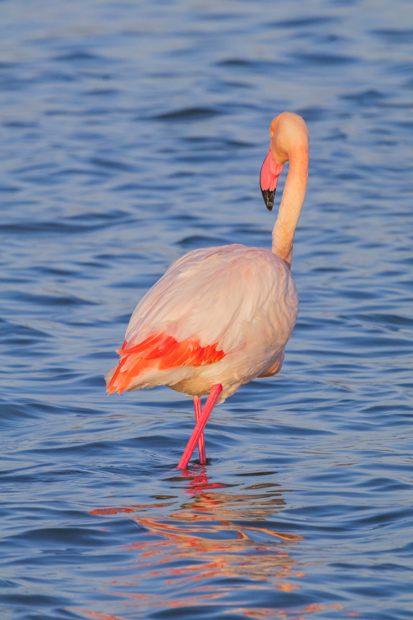 Pink Flamingo